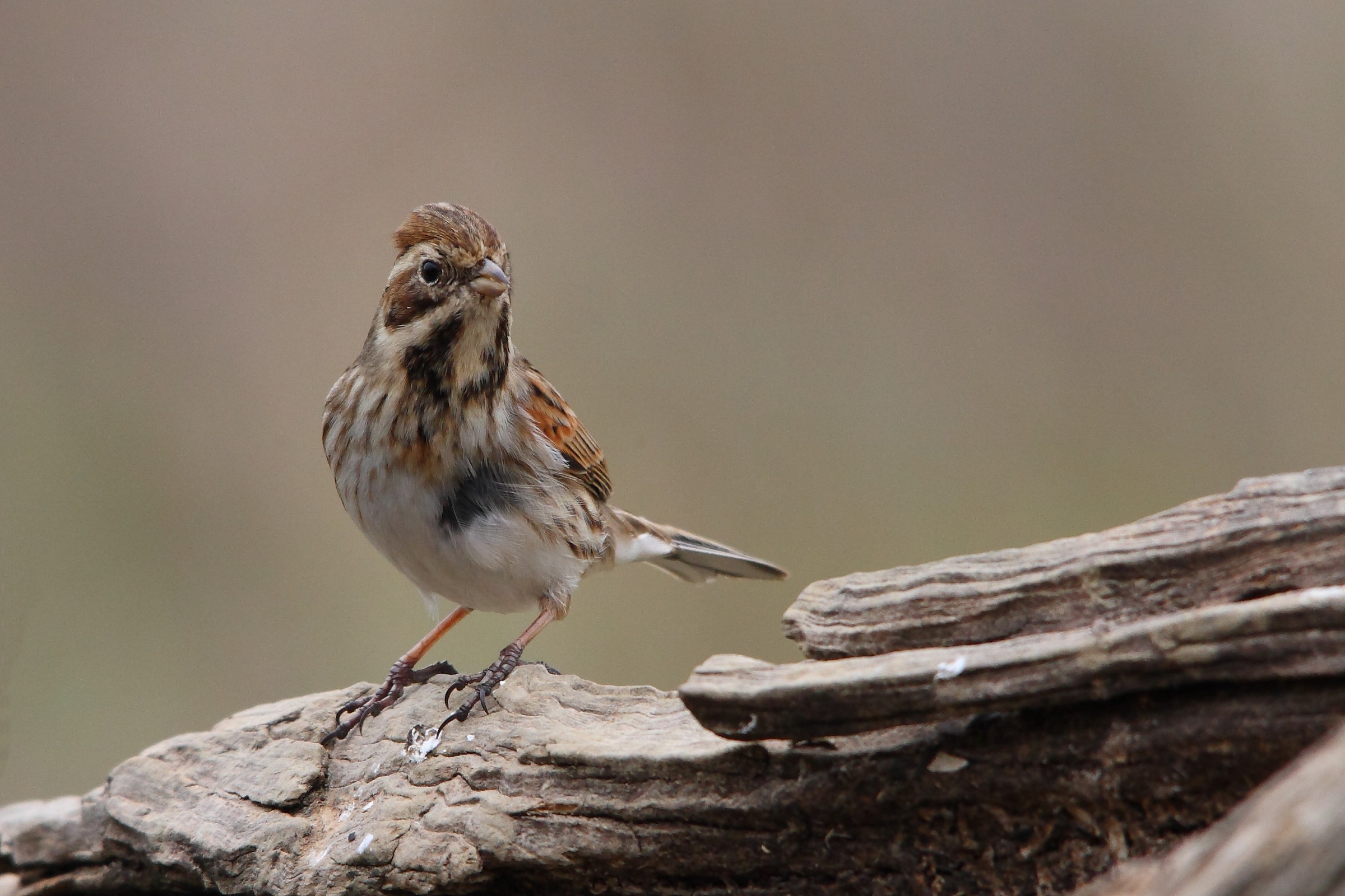 Migliarino di palude