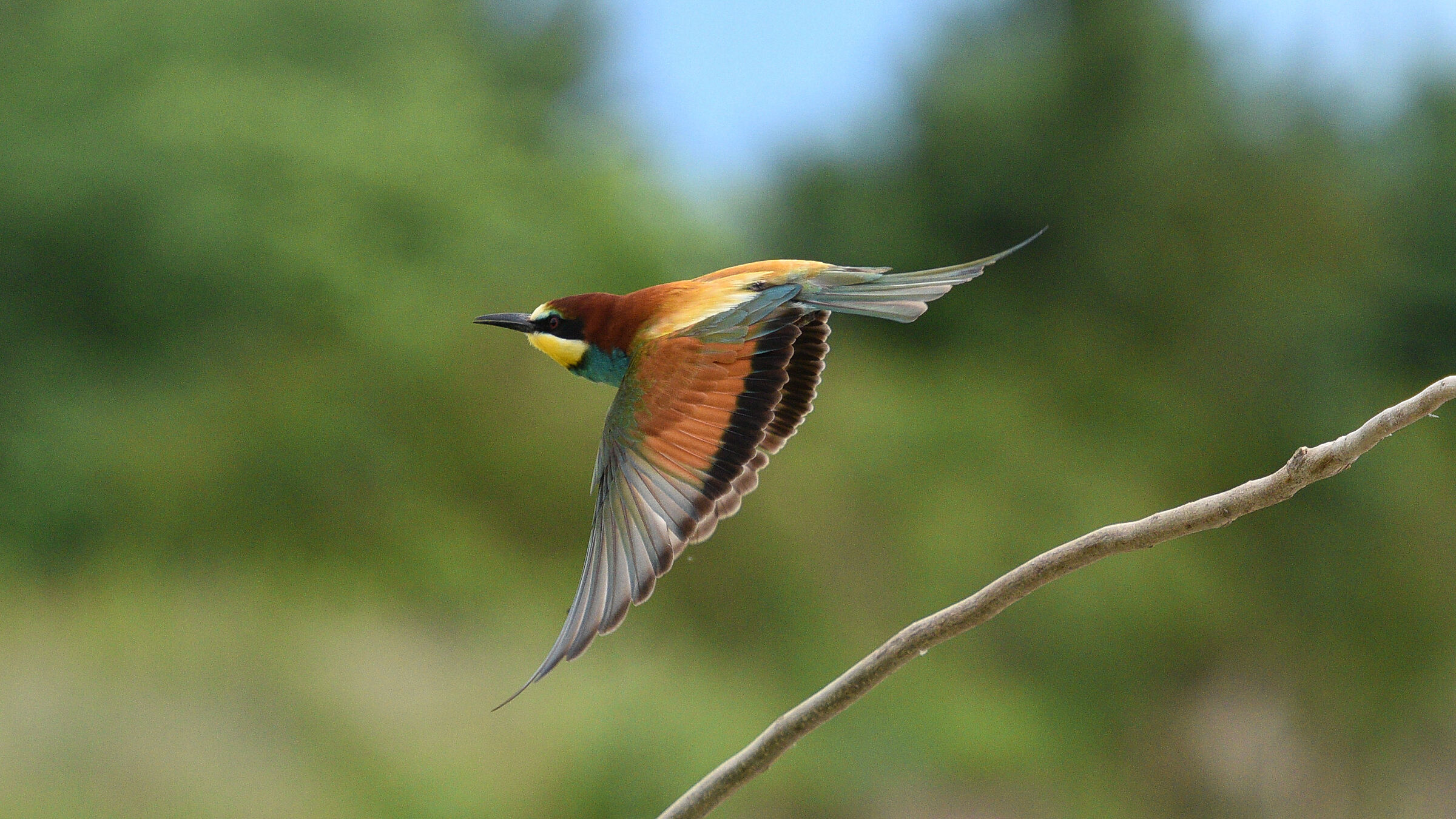 bee-eater
