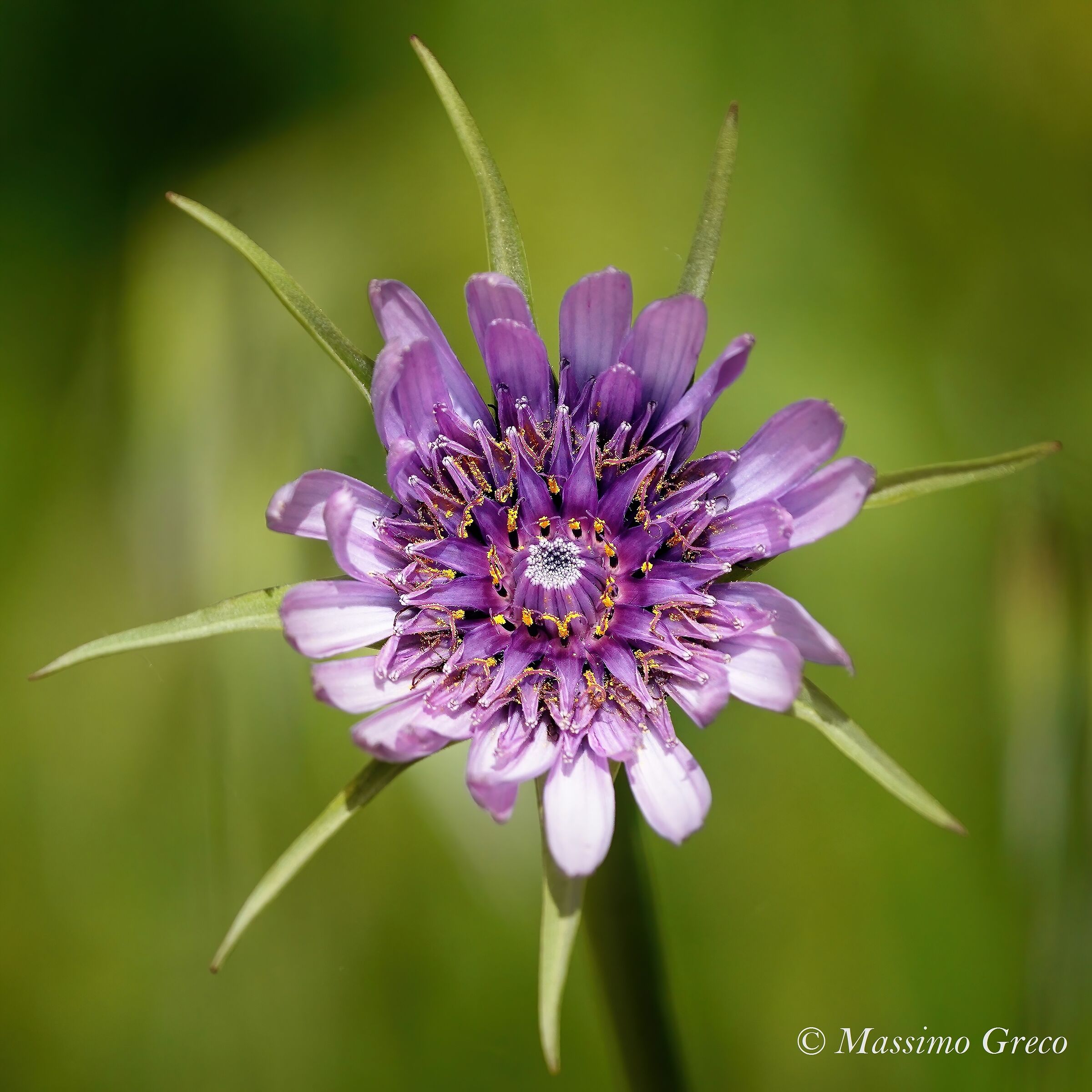Tragopogon crocifolius