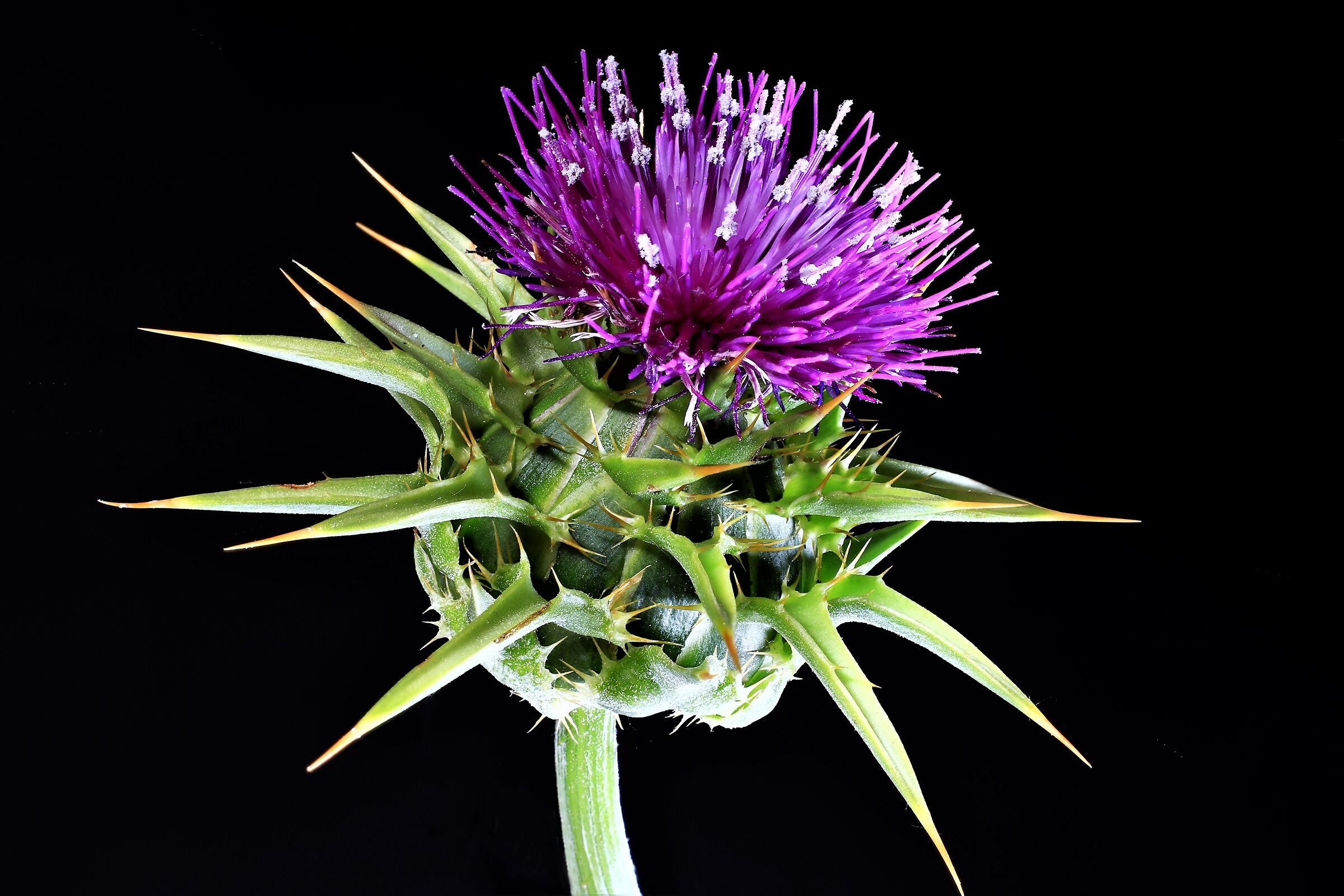 cardo in focus stacking