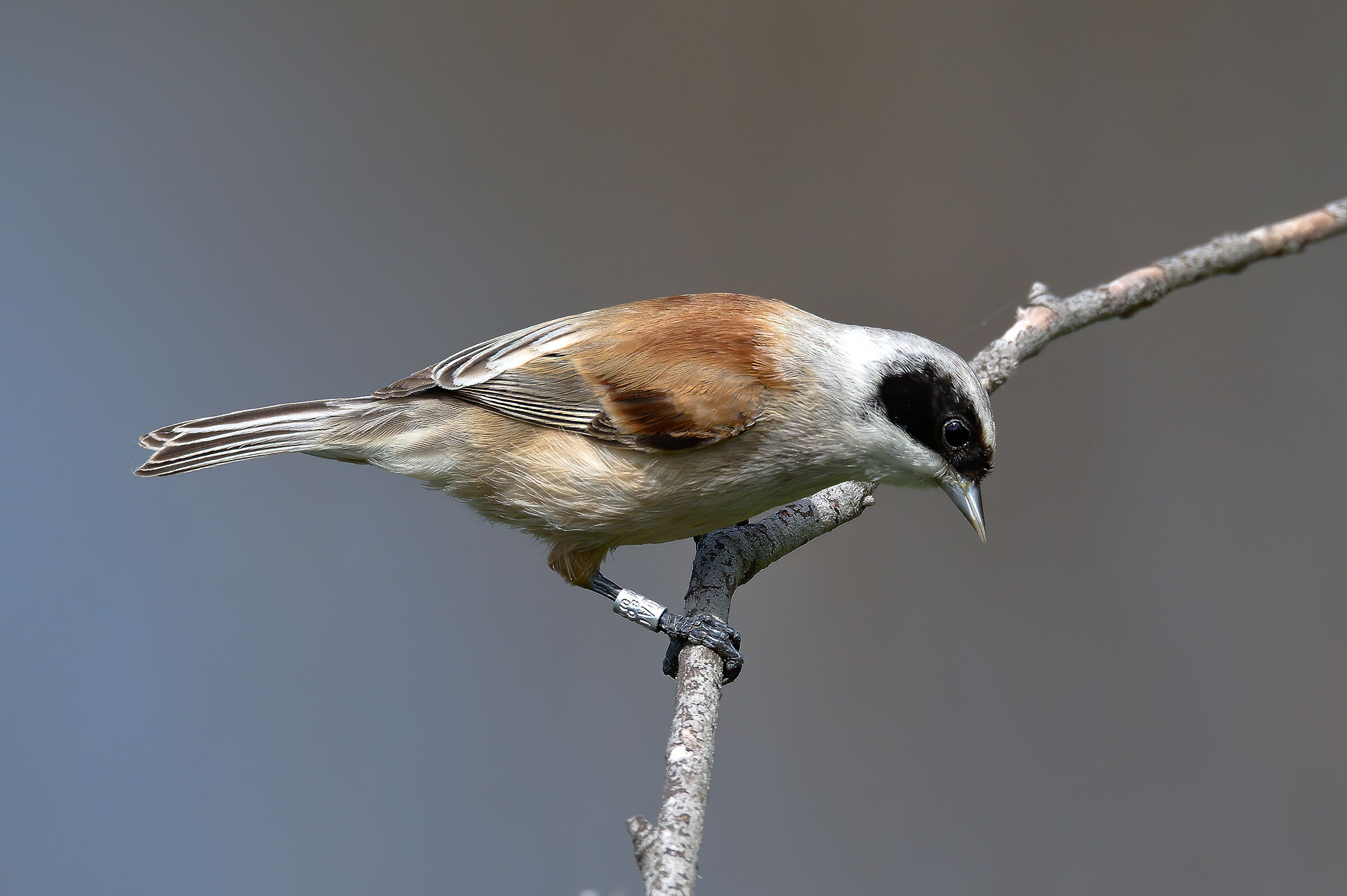 Pendolino(Remiz pendulinus)