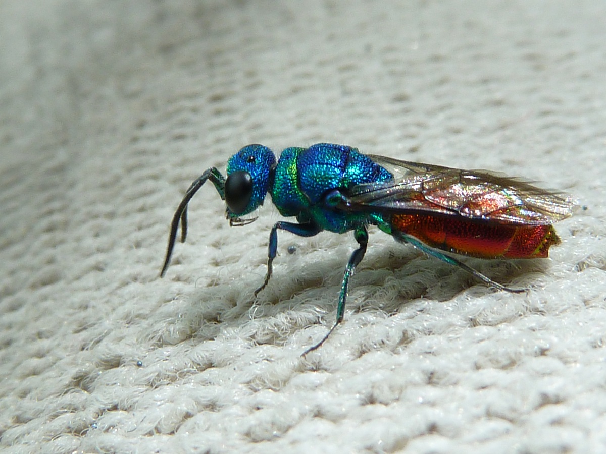 Holopyga generous (Chrysididae)