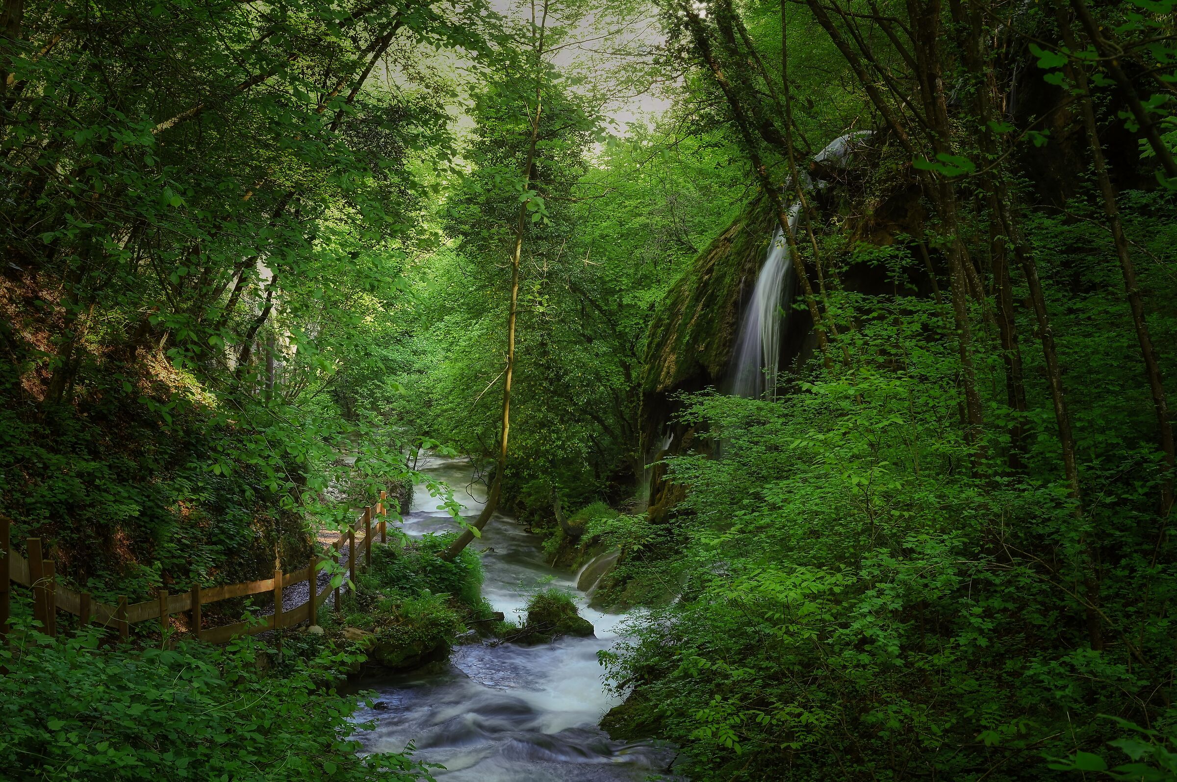 Walking in the woods....