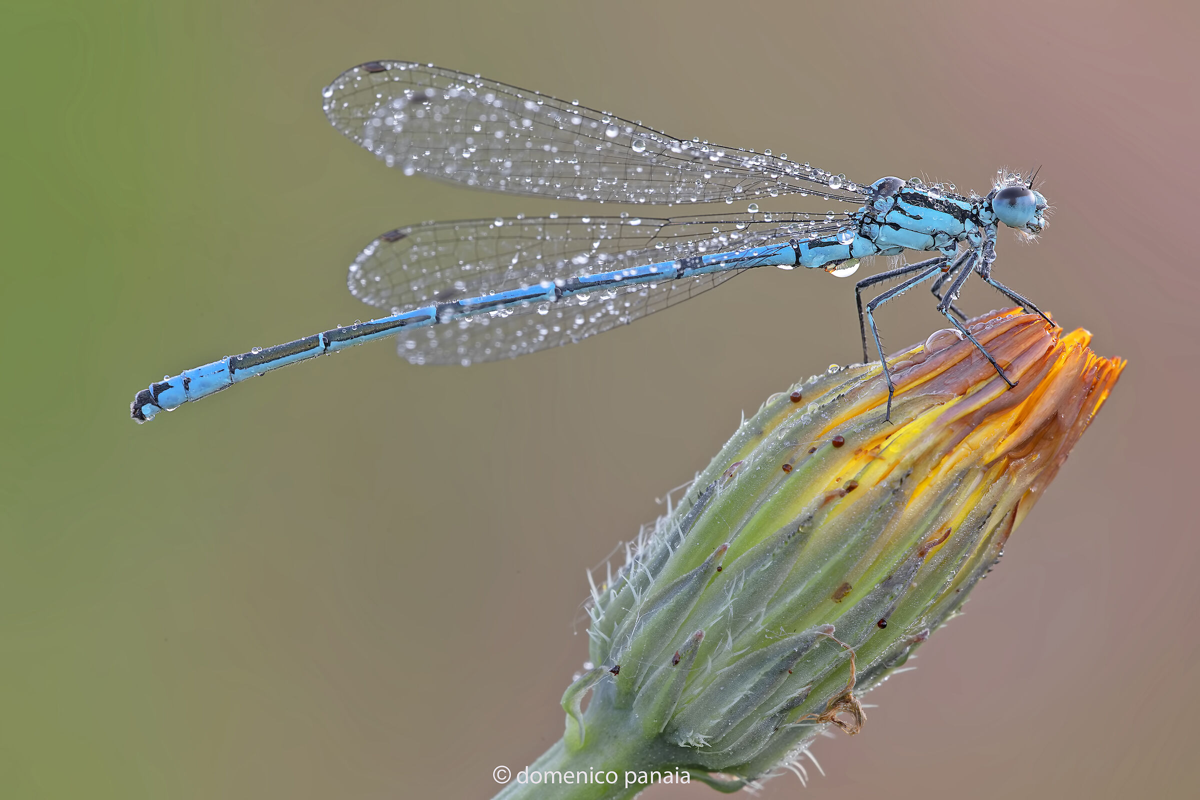 Coenagrion puella