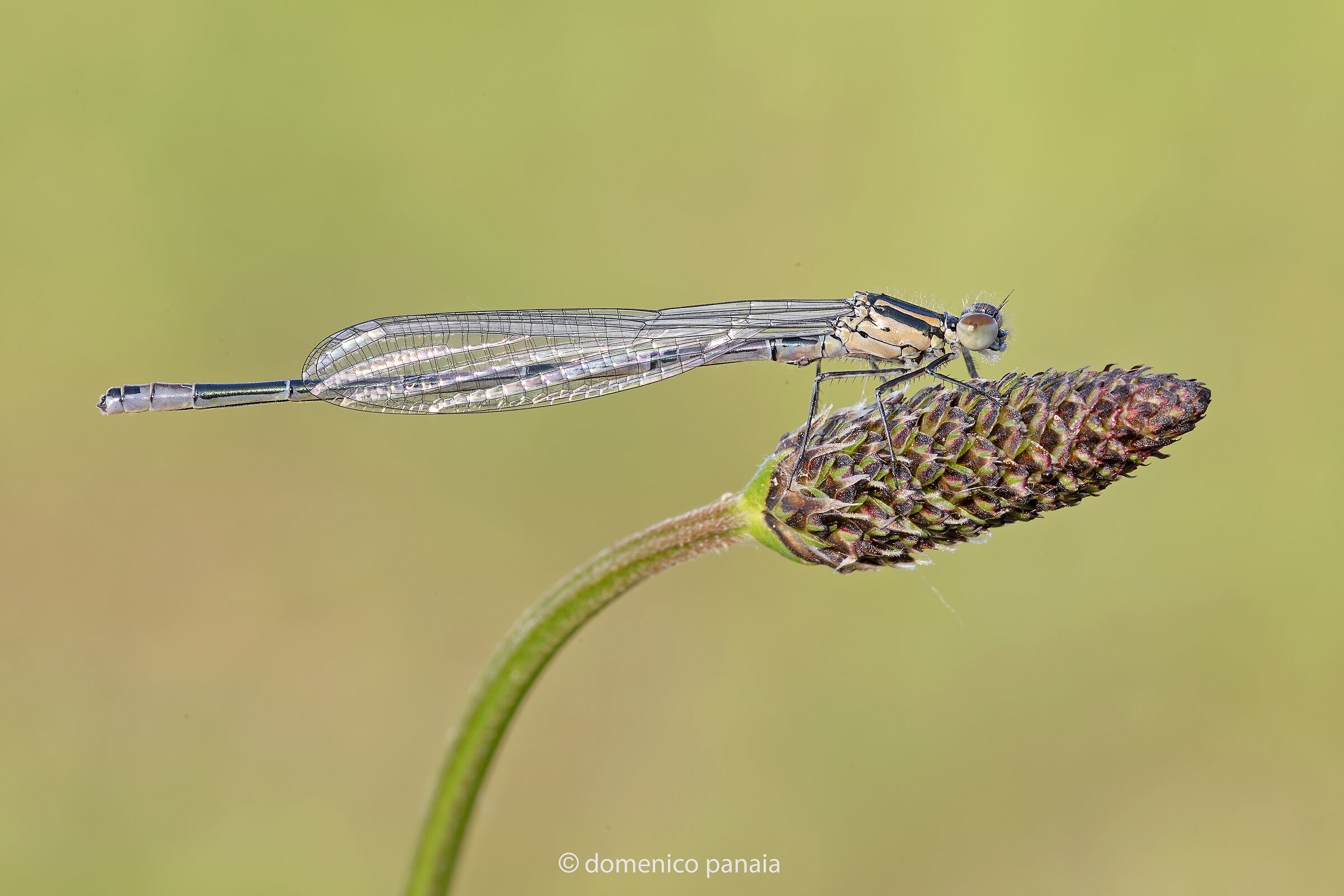 coenagrion puella
