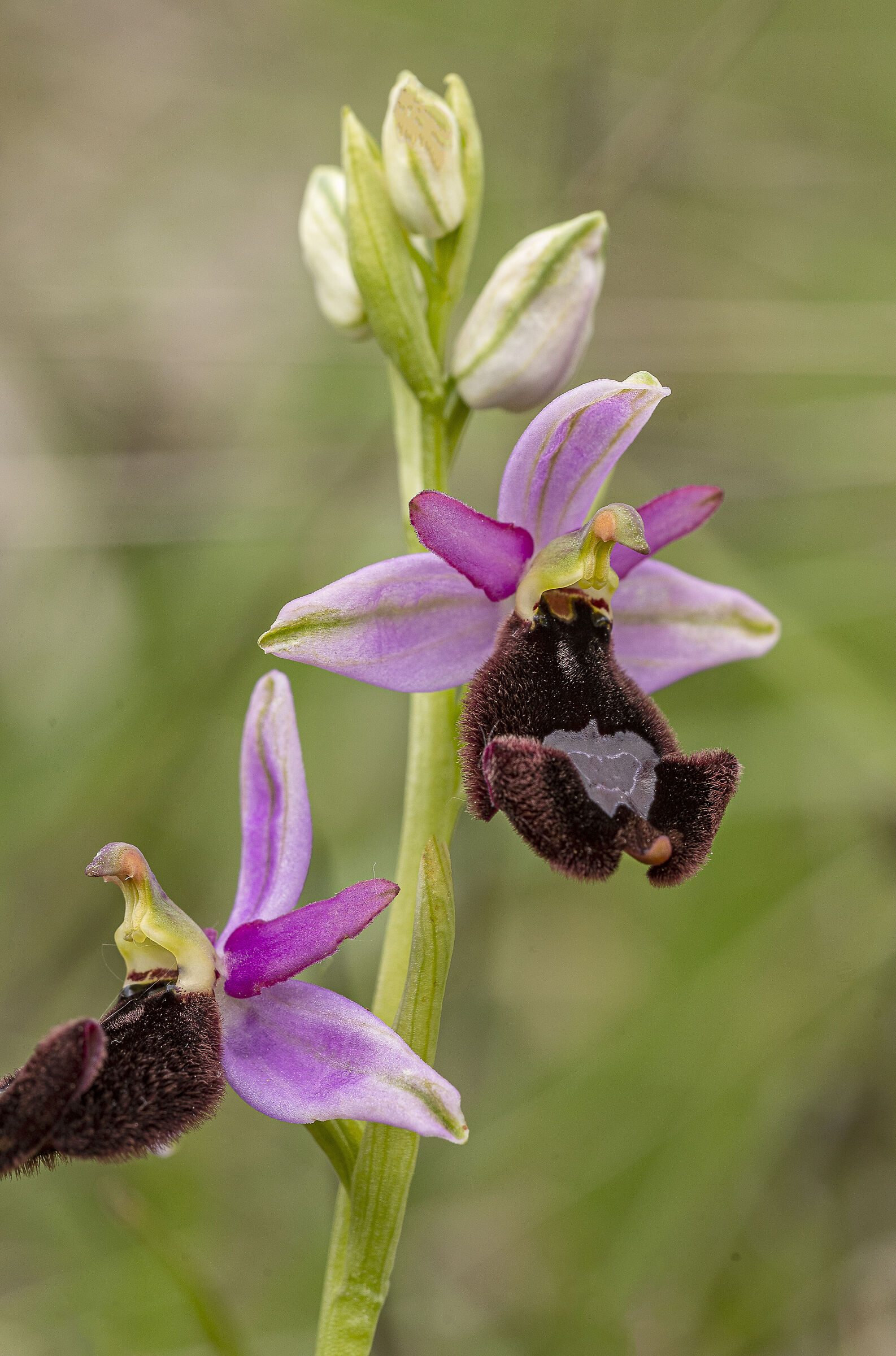 Ophrys benacensis 3