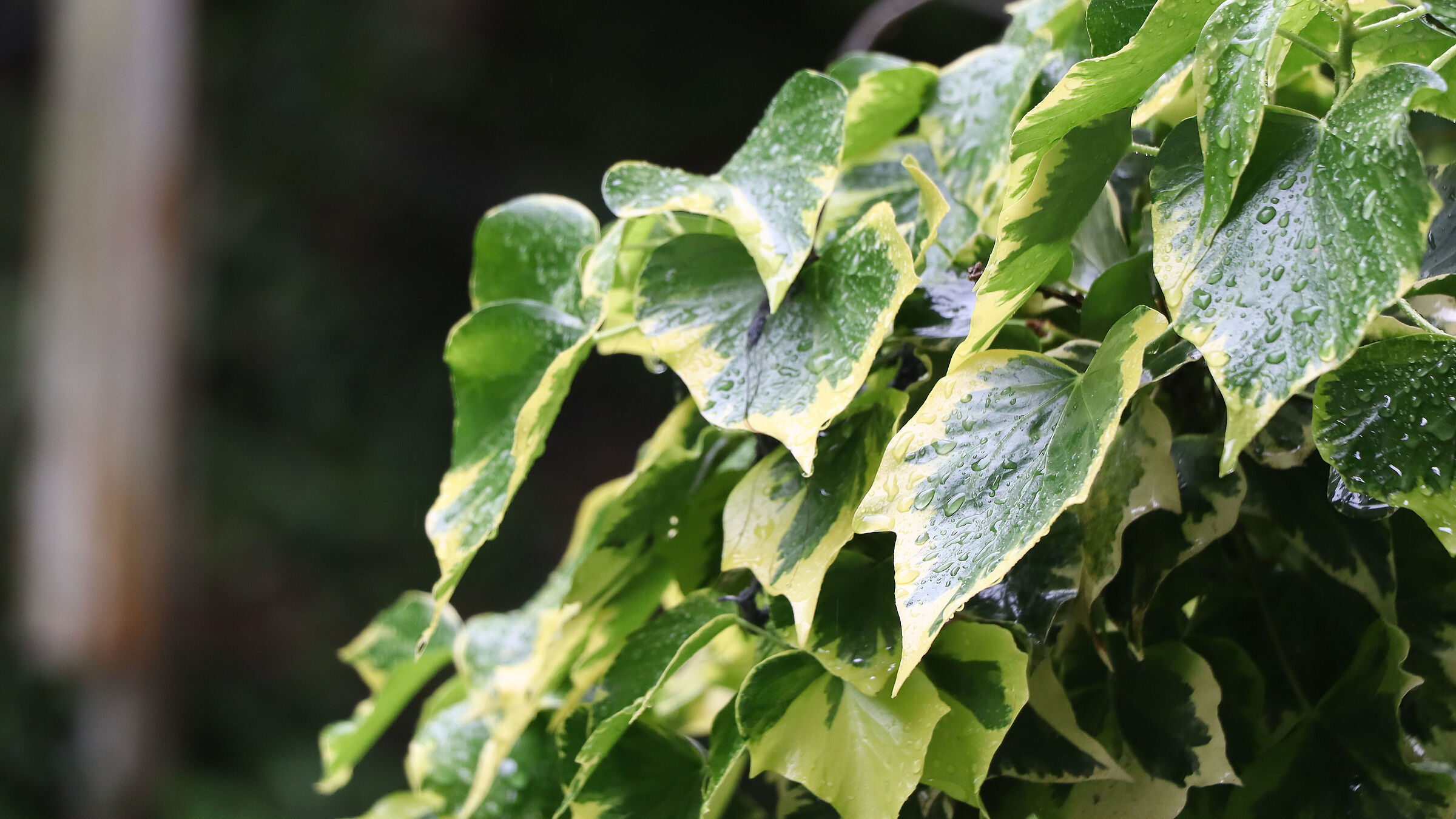 Foglie 1
