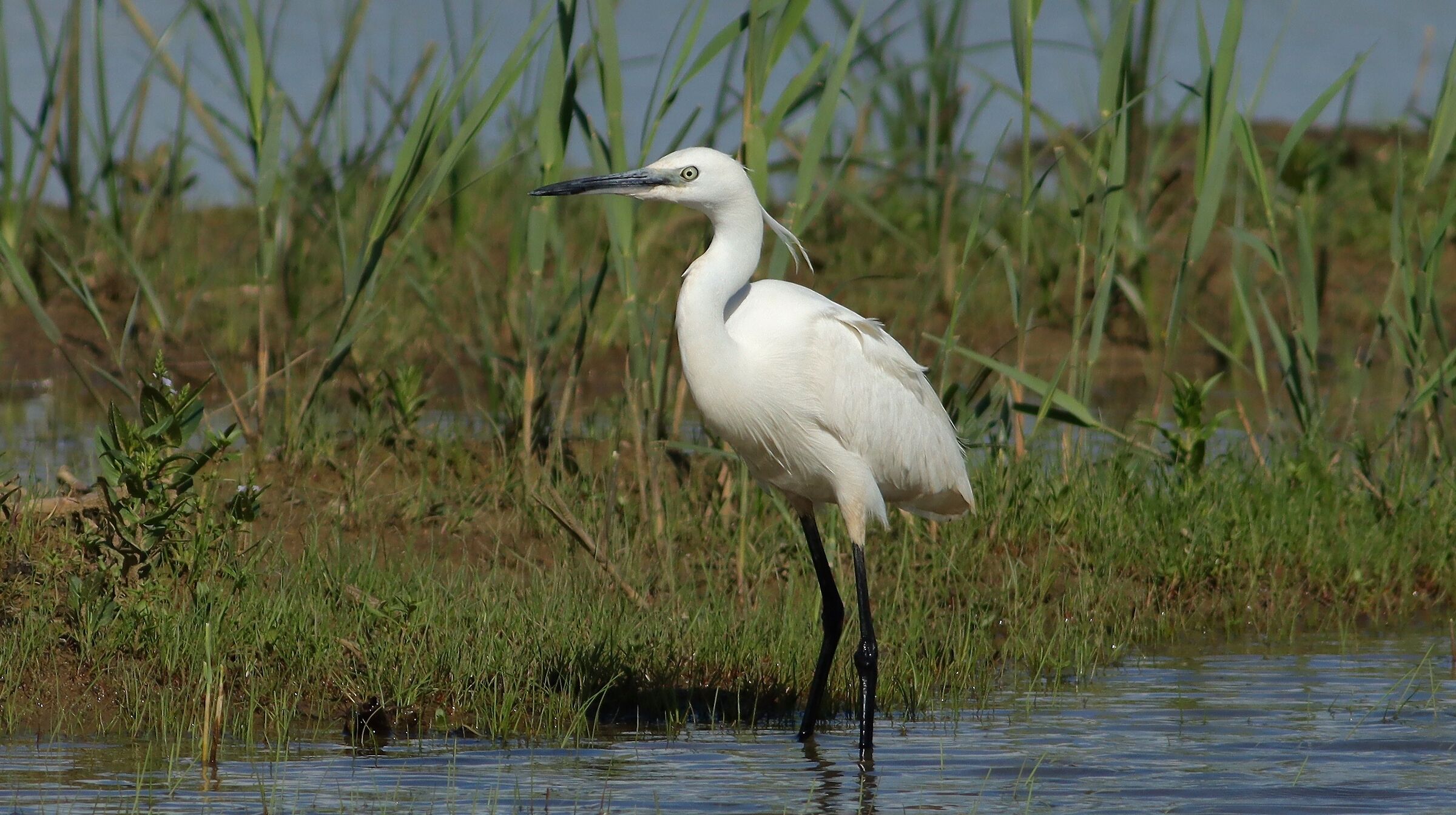 Set Egret