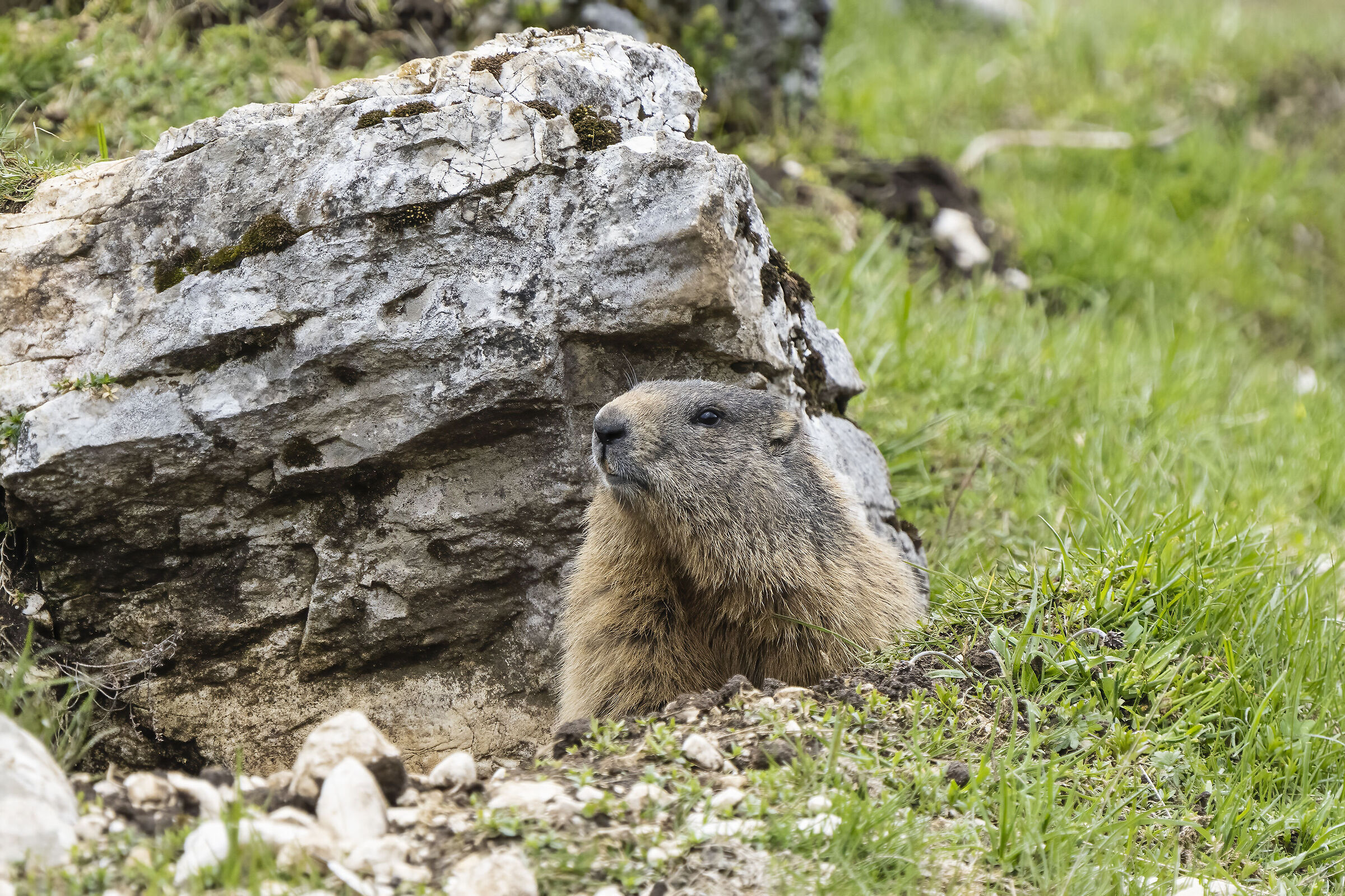Marmotta