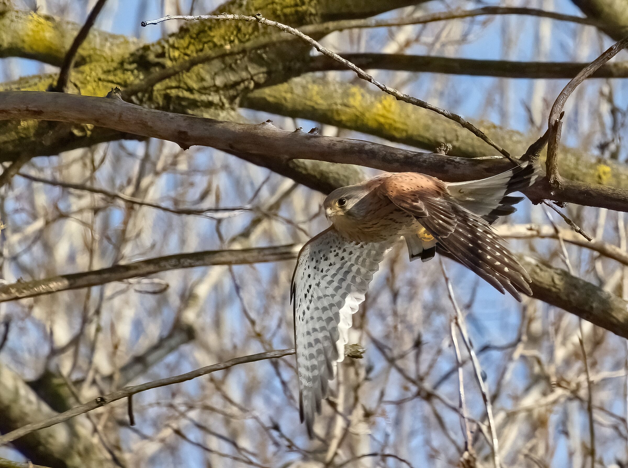 The Flight of the Bird of Prey