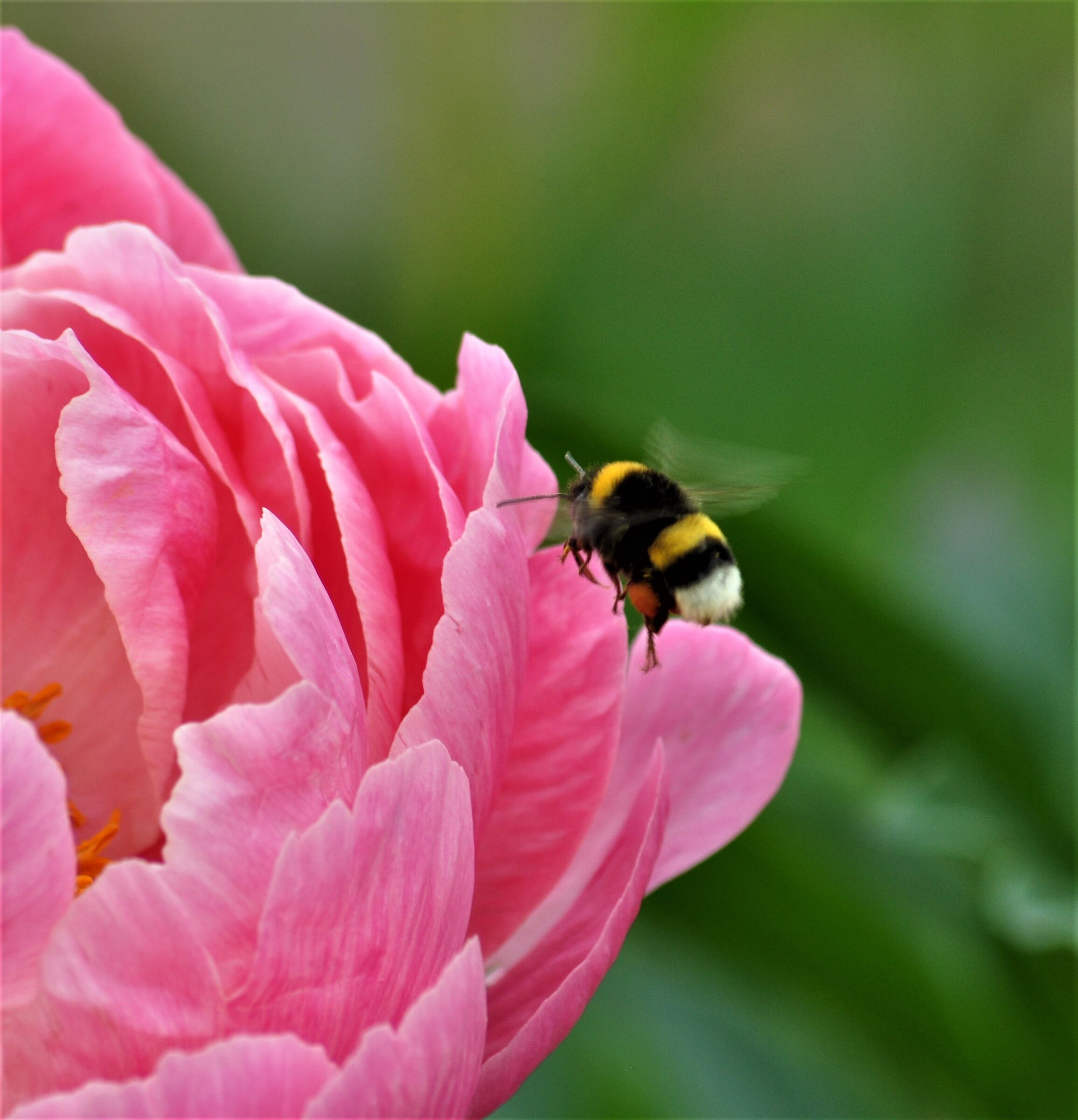 arriva un ospite Peonia