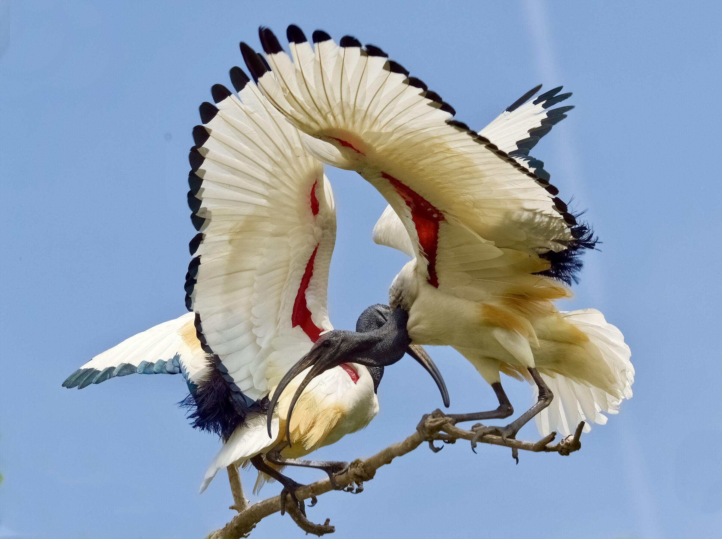 The Dance of the Ibis