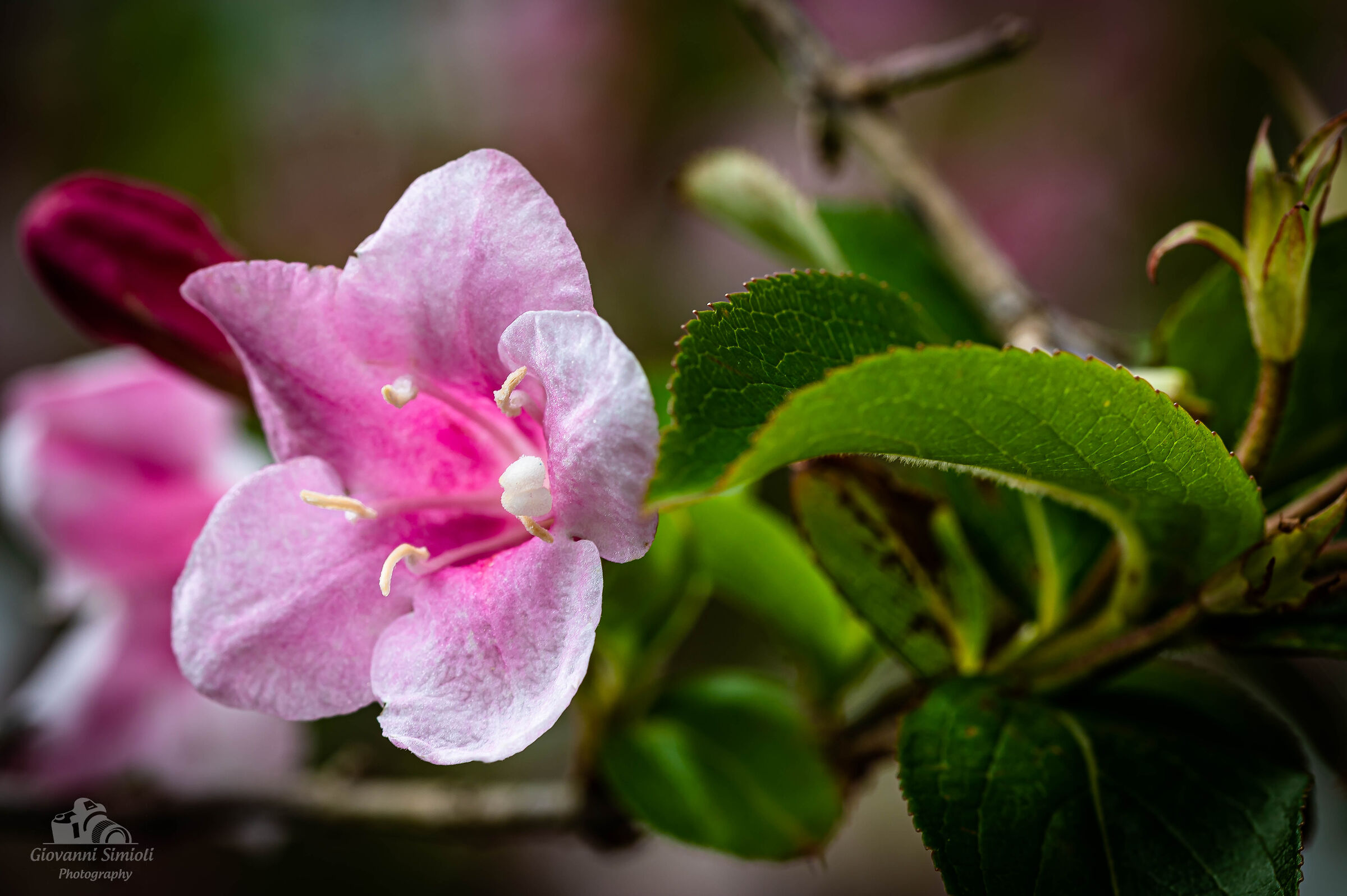 Primavera a km.0...nel giardino di casa