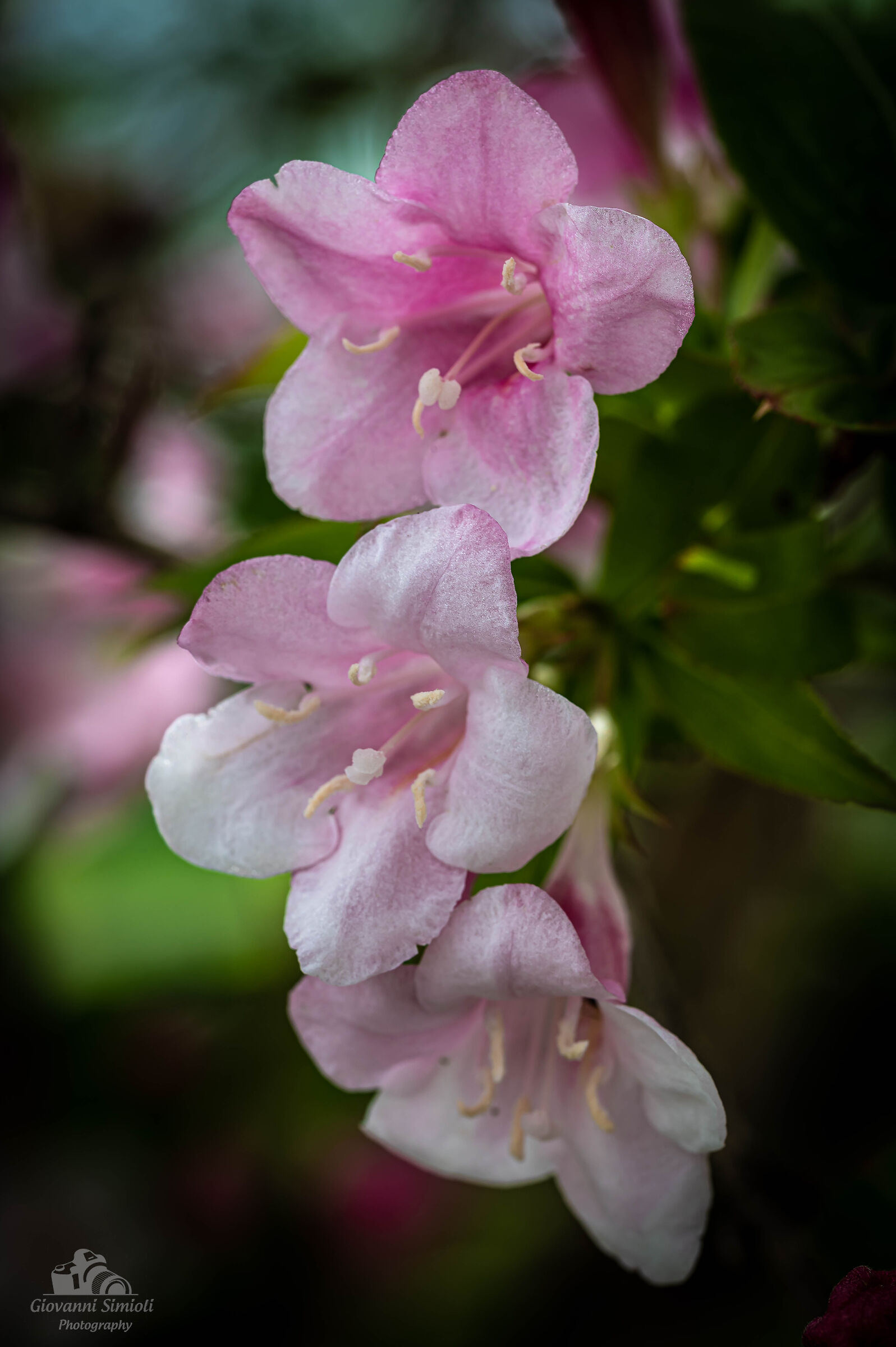 Primavera a km.0...nel giardino di casa