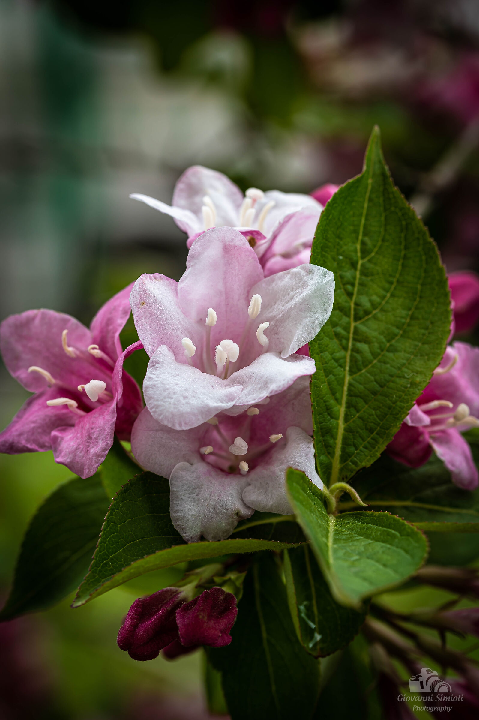 Primavera a km.0...nel giardino di casa