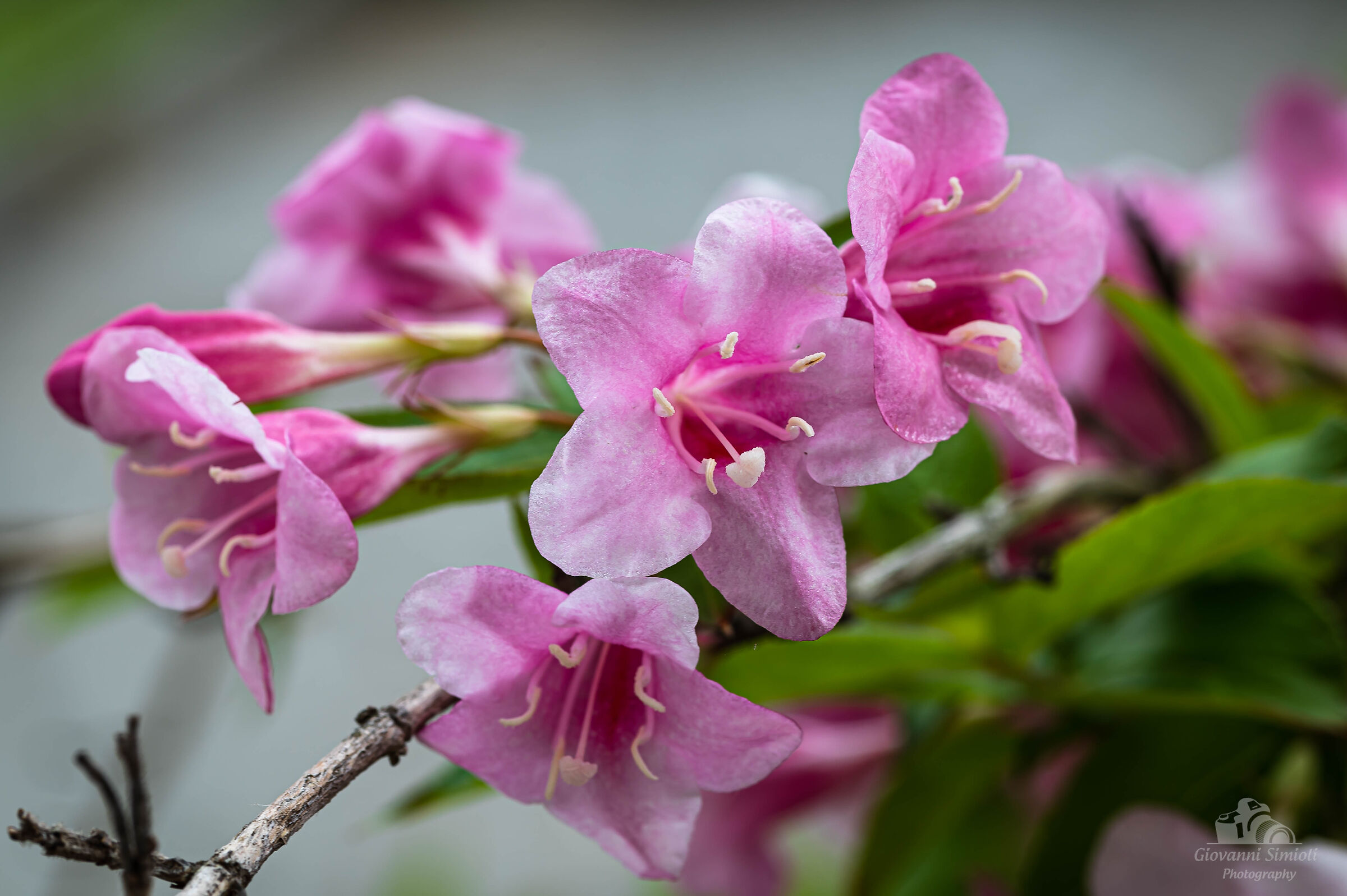 Primavera a km.0...nel giardino di casa