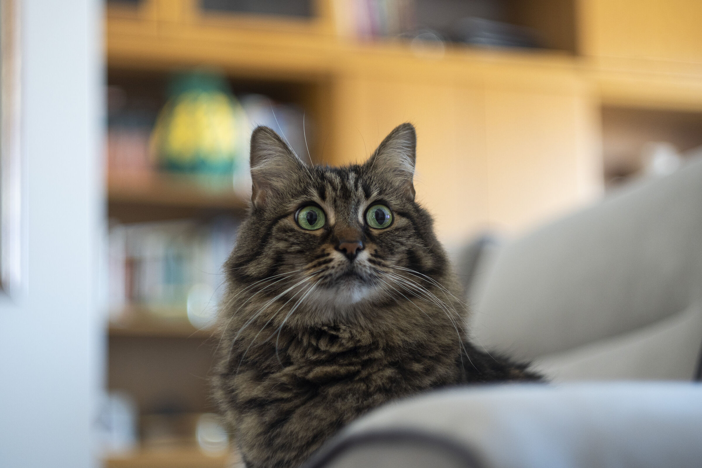 Lilly impressionata dal divano nuovo