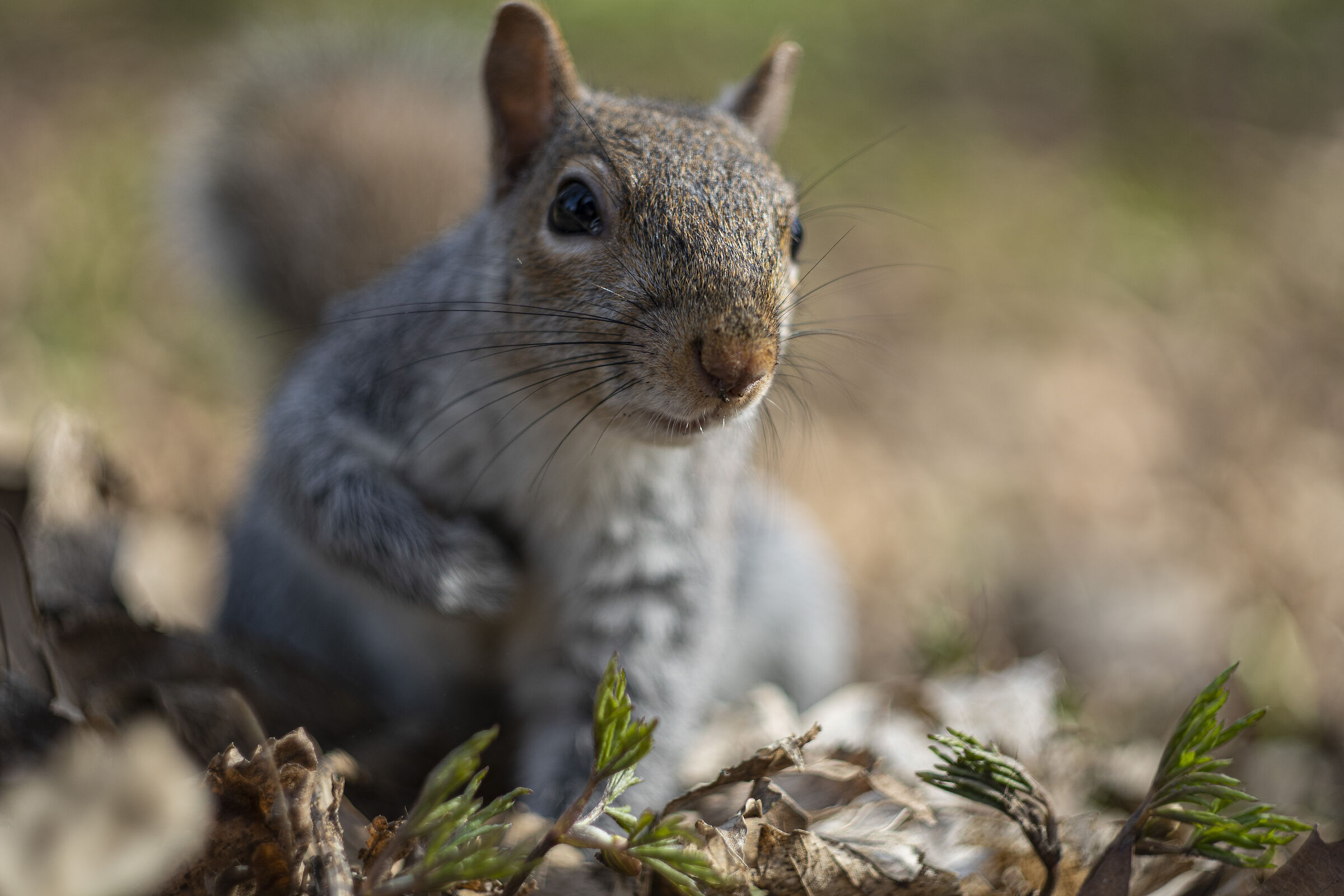 squirrel