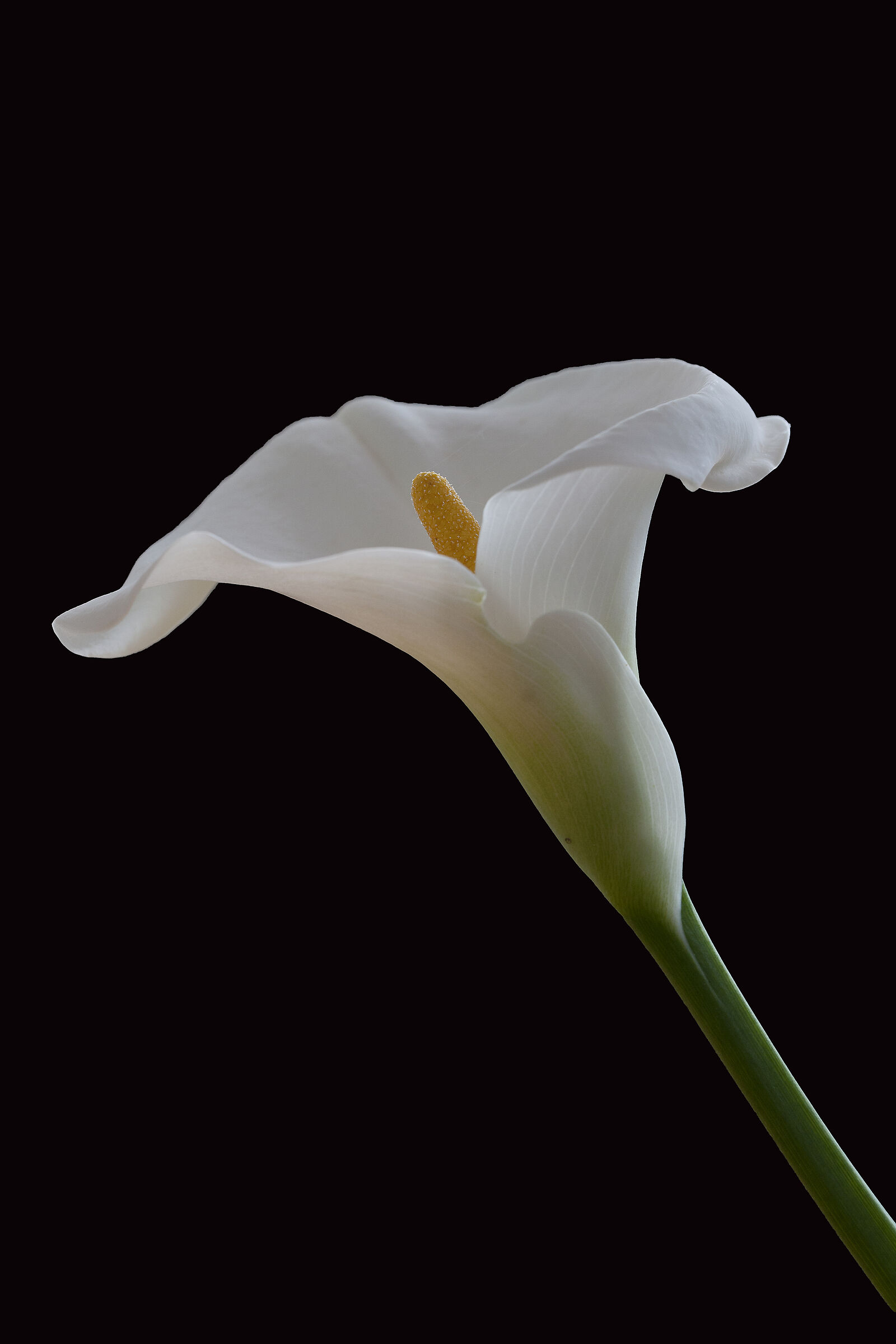 Calla, just calla...