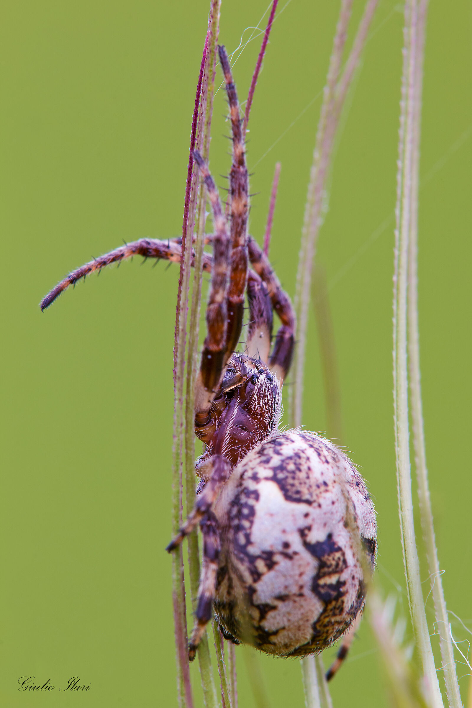 Larinioides cornutus