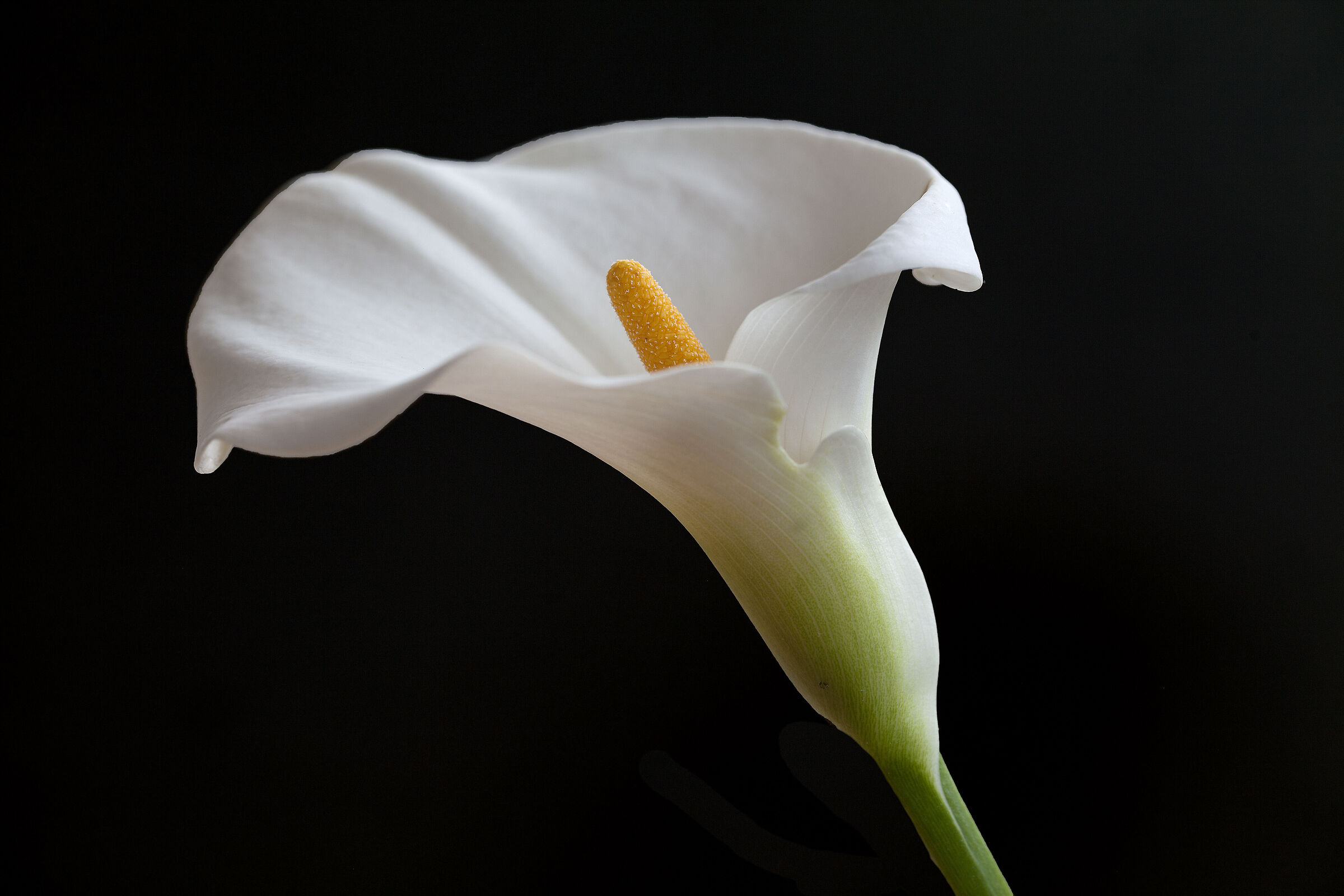 calla