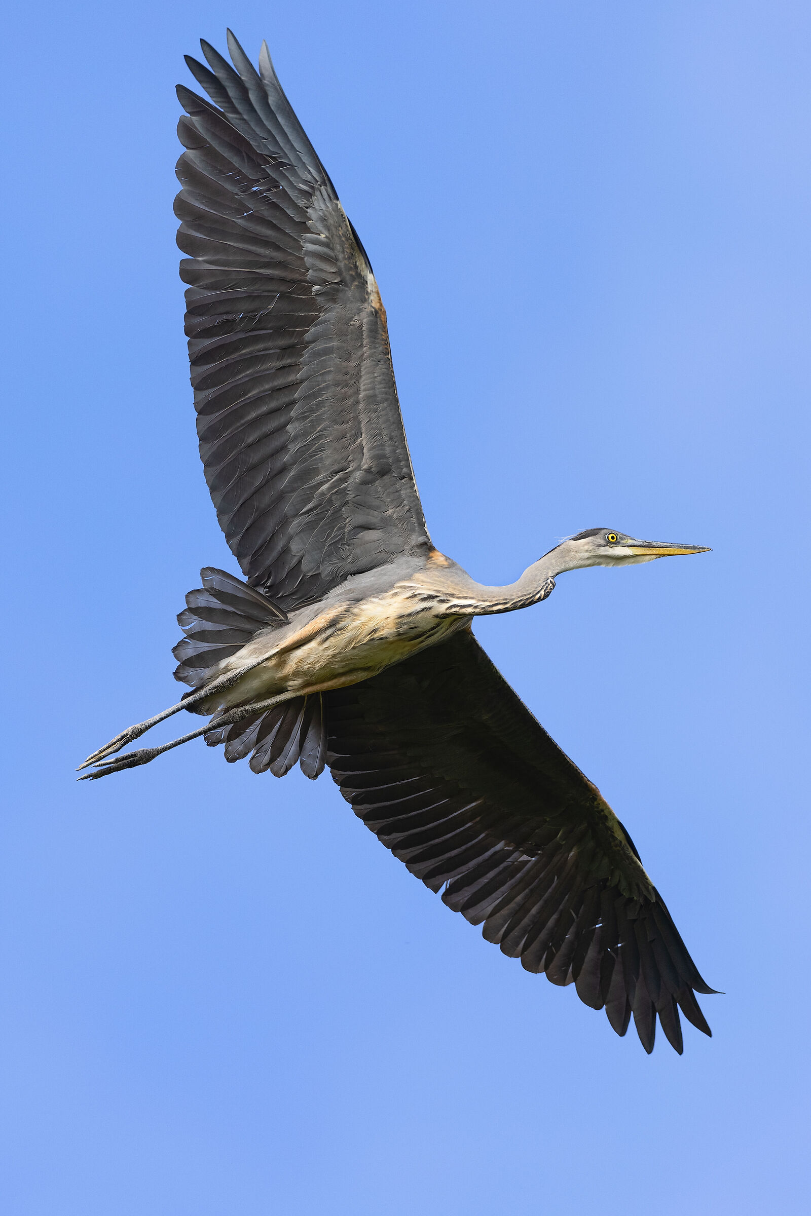 grey heron
