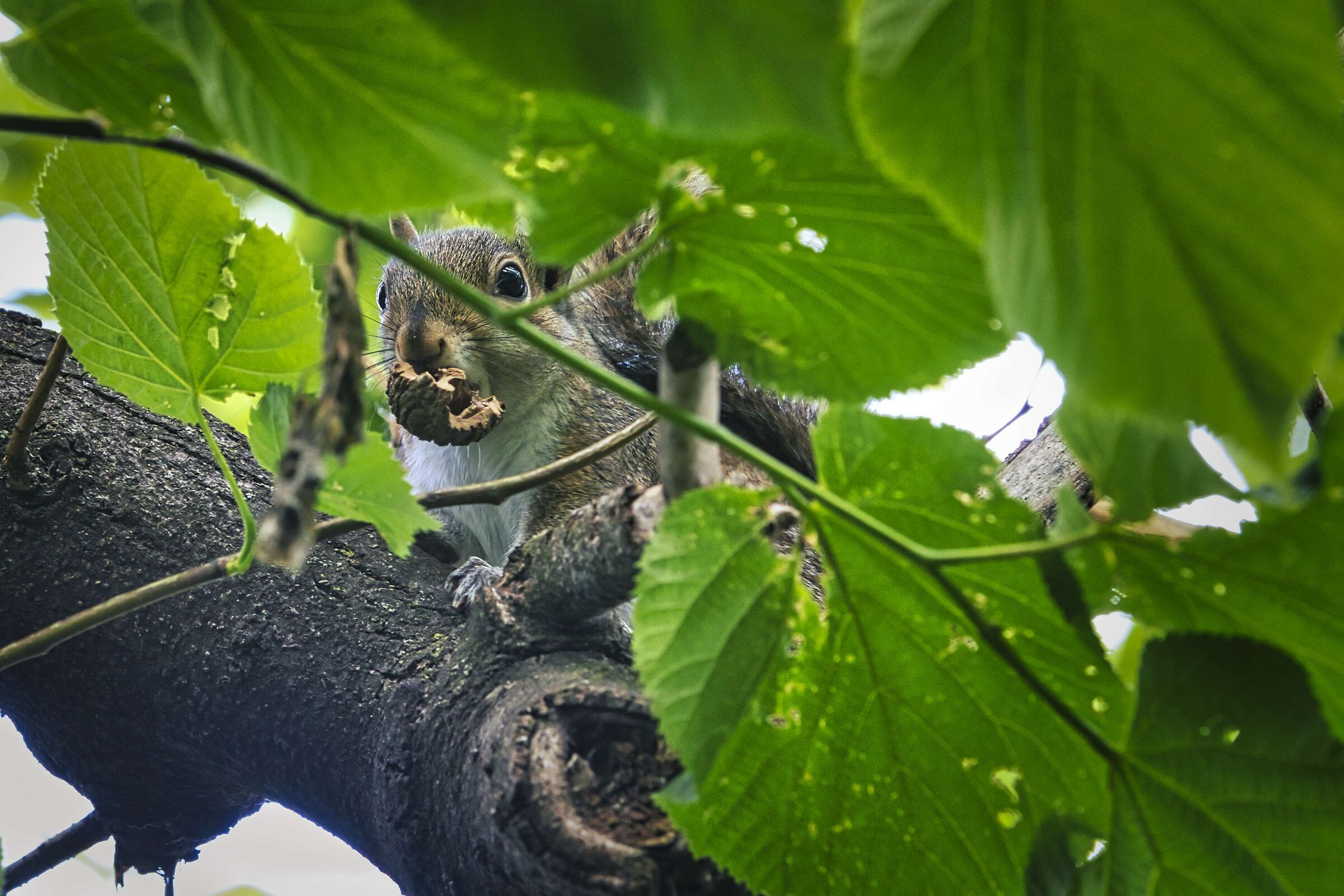 Scoiattolo a Primavera