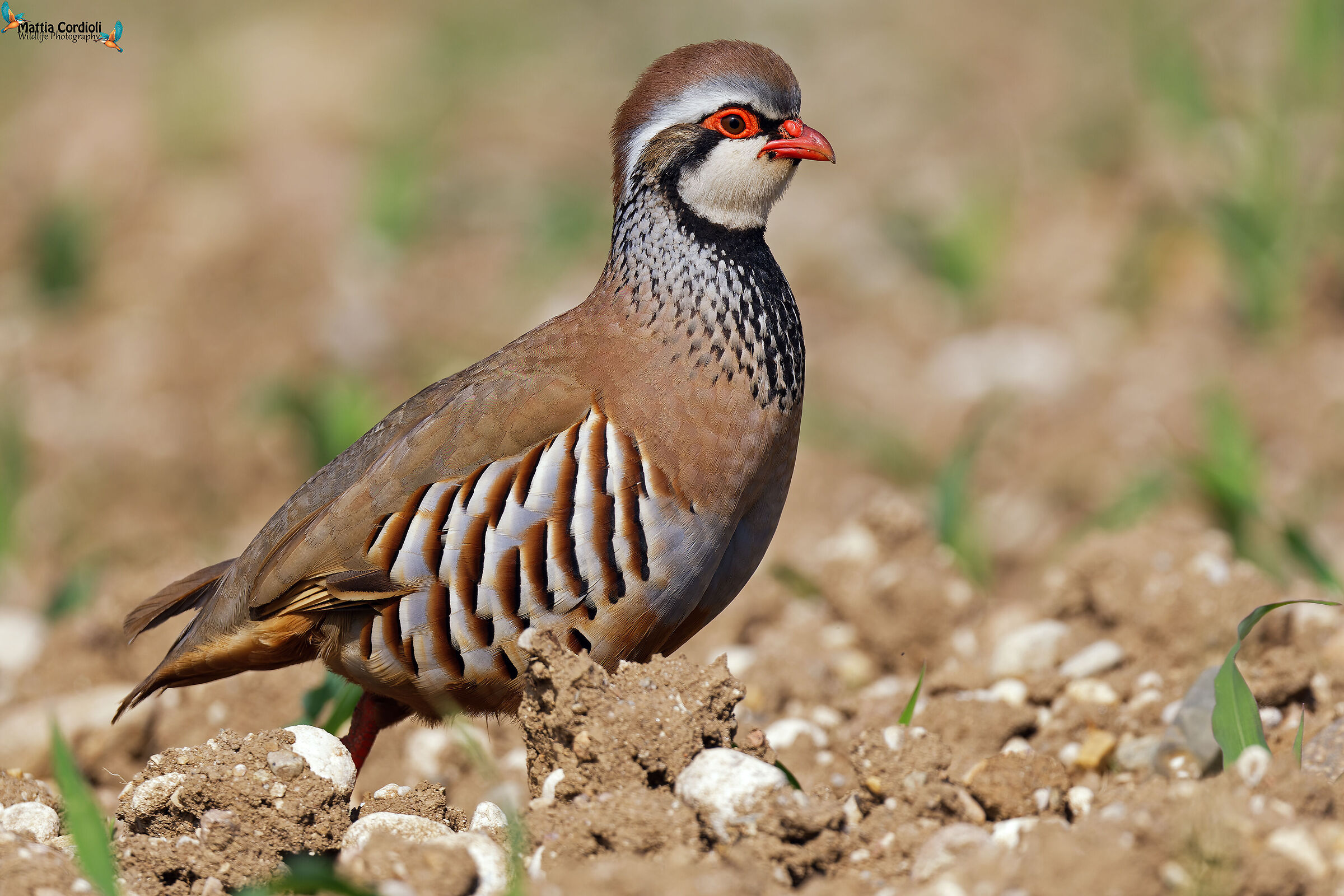 Red Partridge