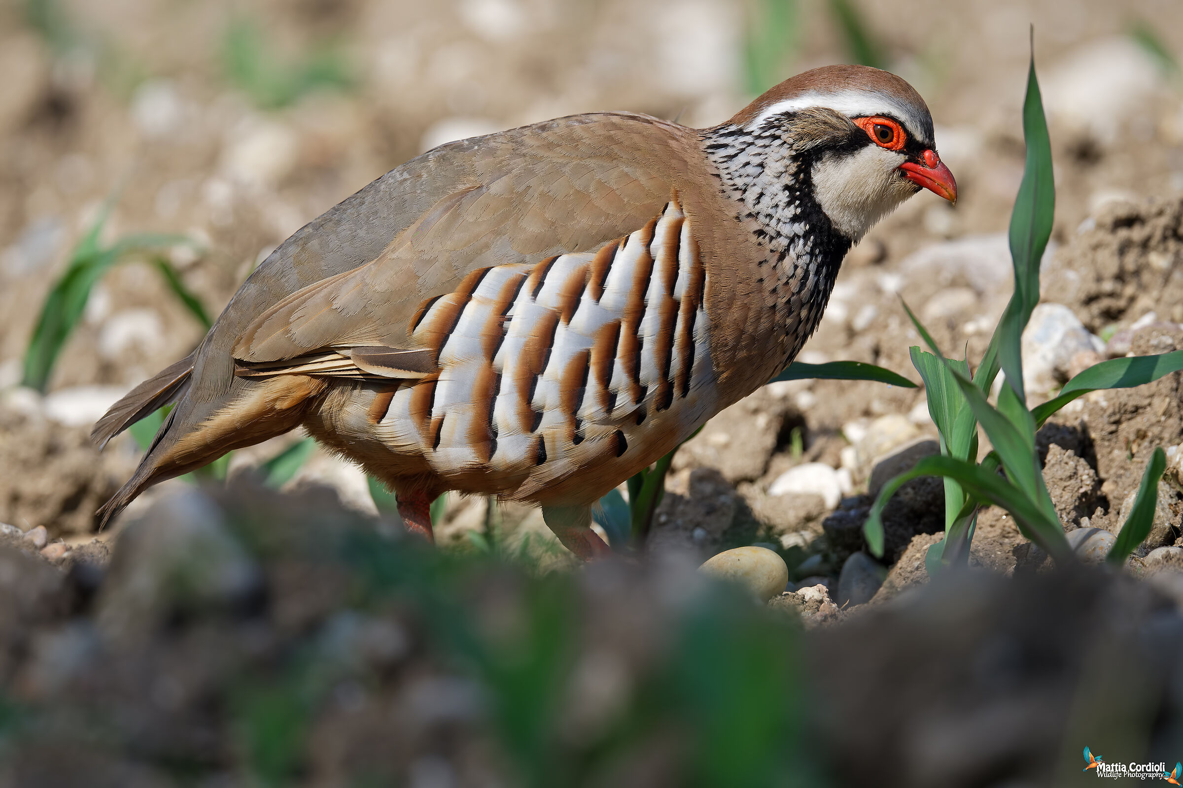 red partridge