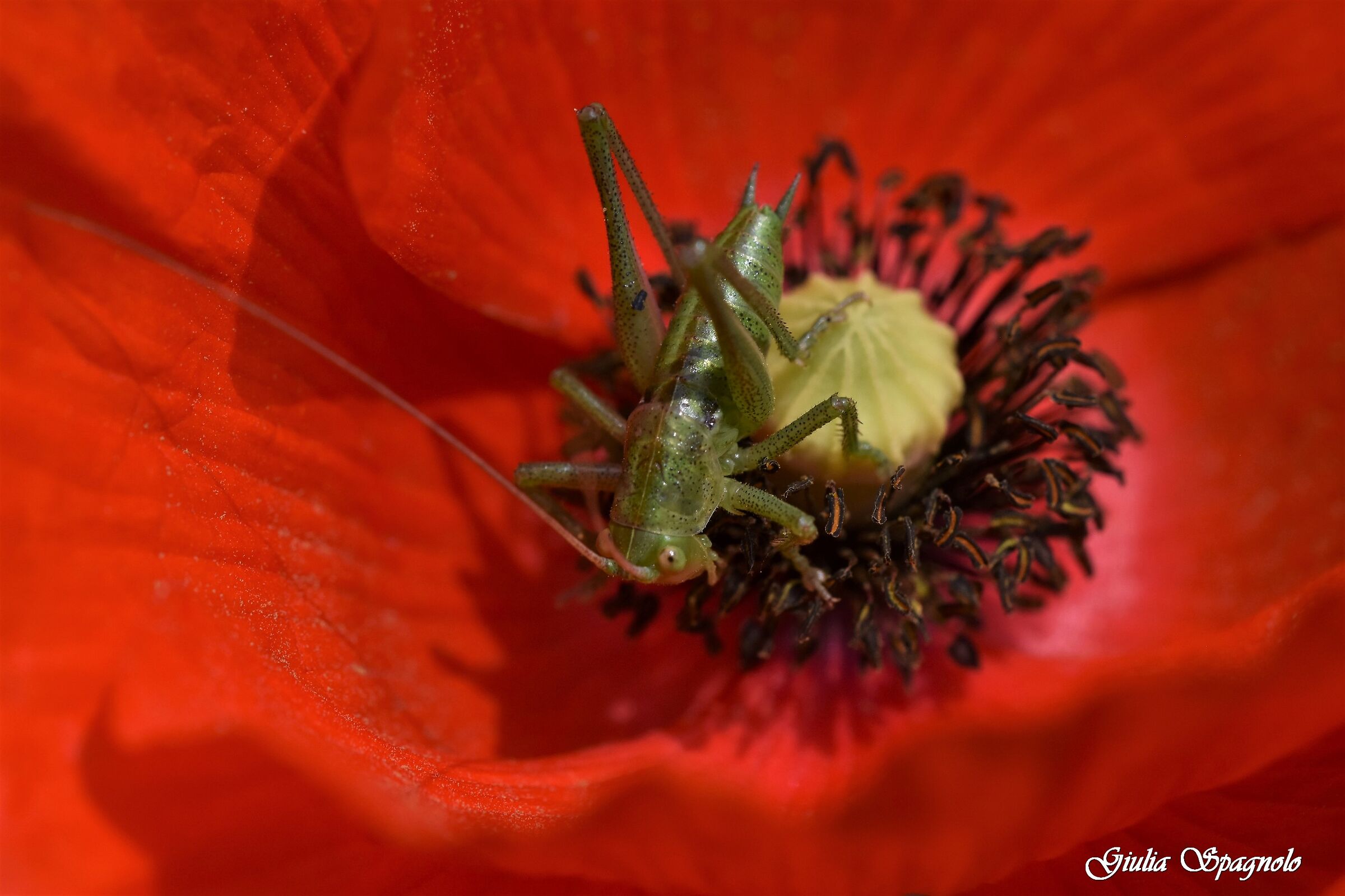 Grillo... nel papavero