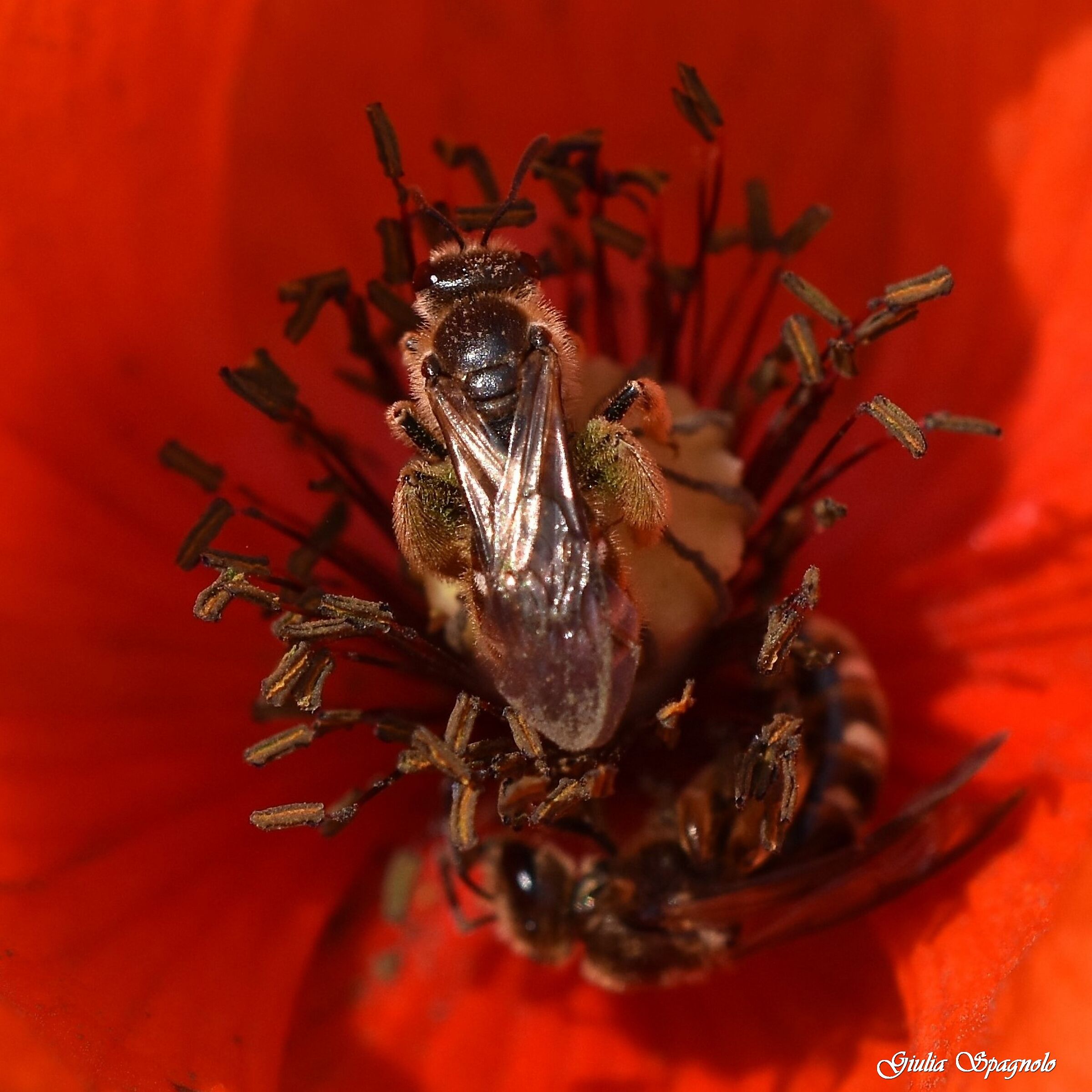 Apetta nel papavero...