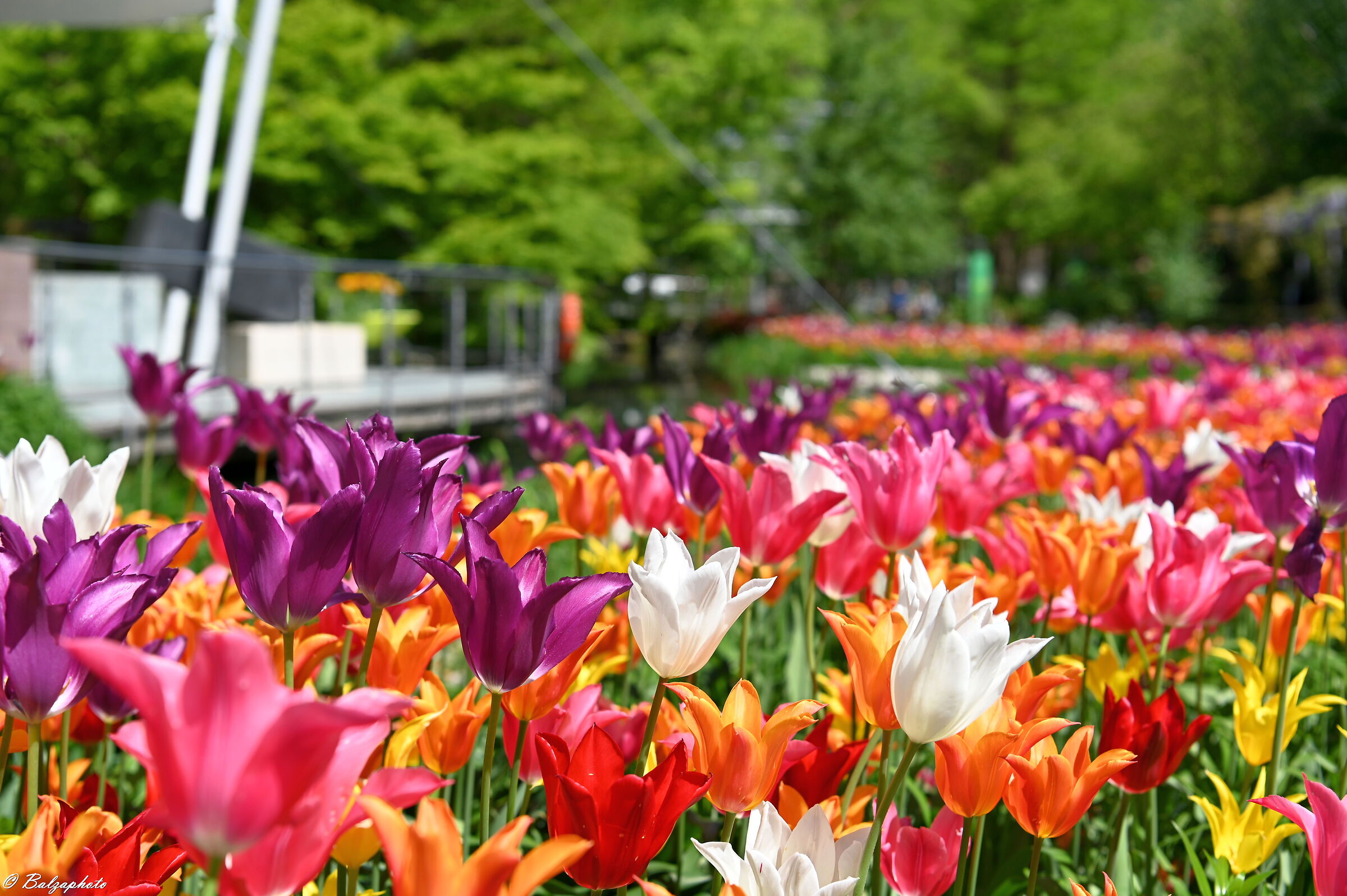 Trauttmansdorff Castle spring colors
