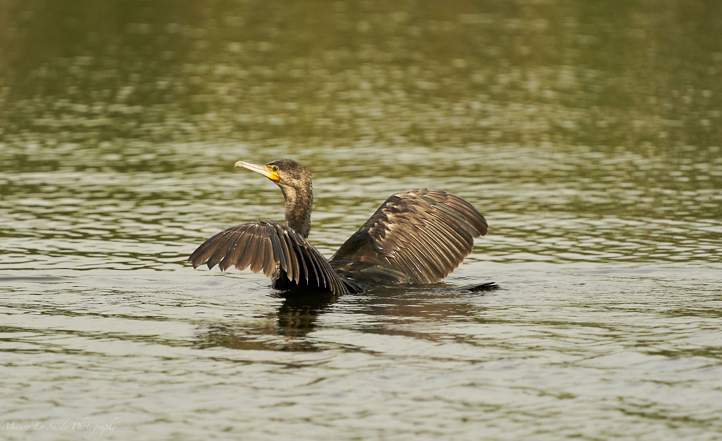 Cormorano in decollo