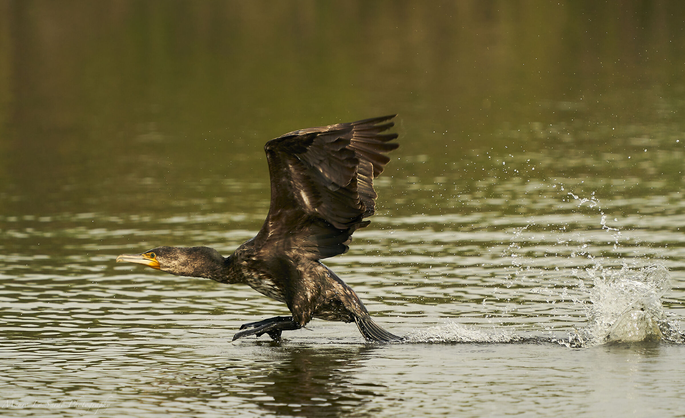 Cormorano in decollo