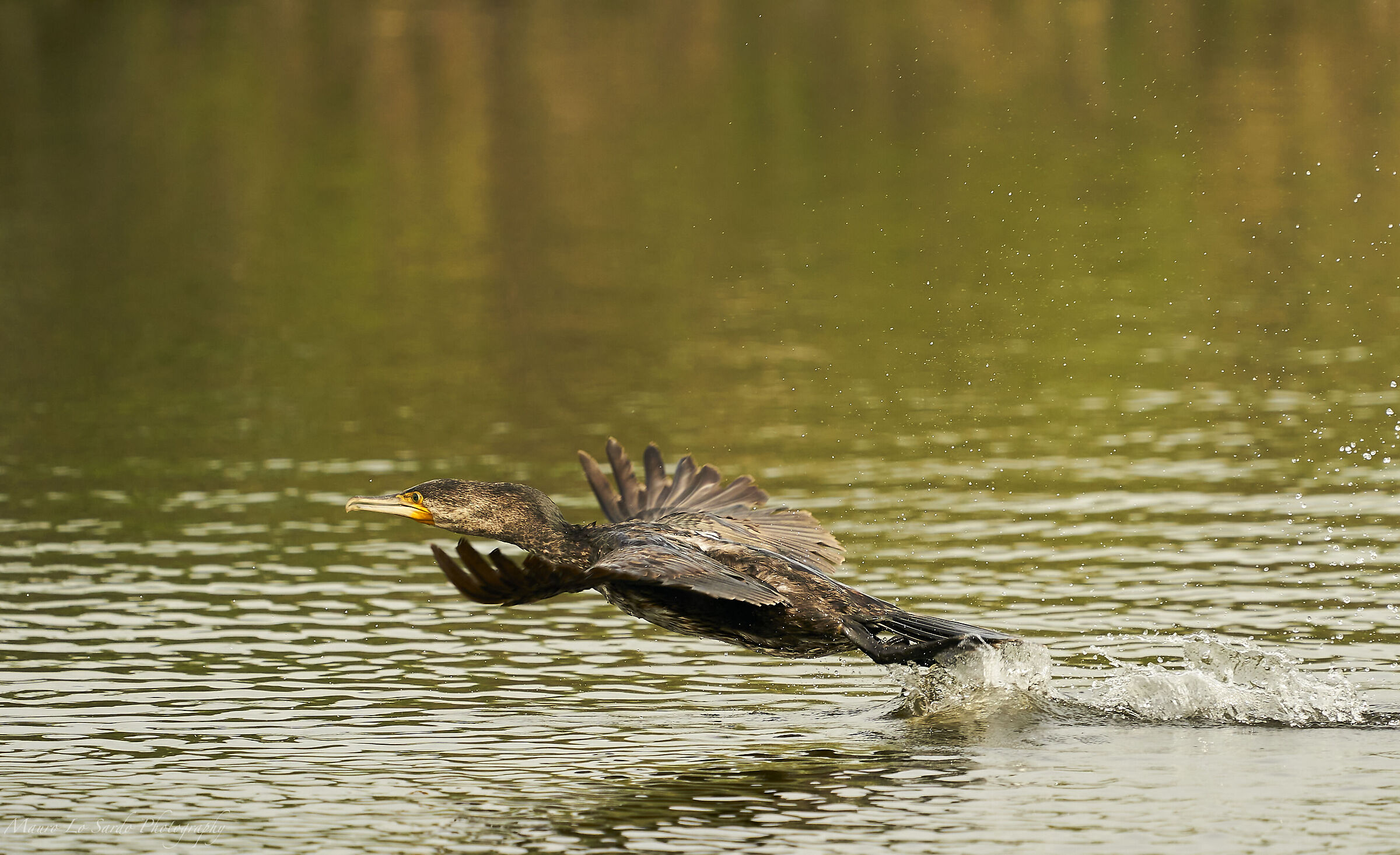 Cormorano in decollo
