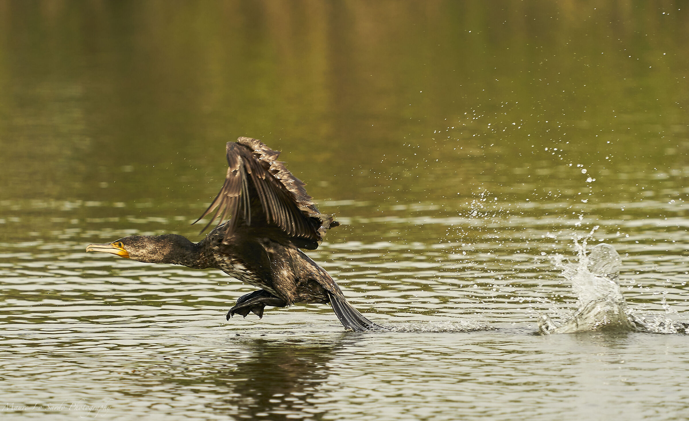 Cormorano in decollo