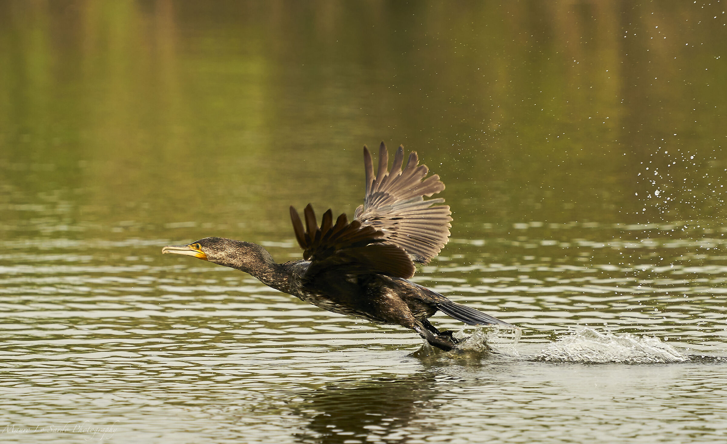 Cormorano in decollo