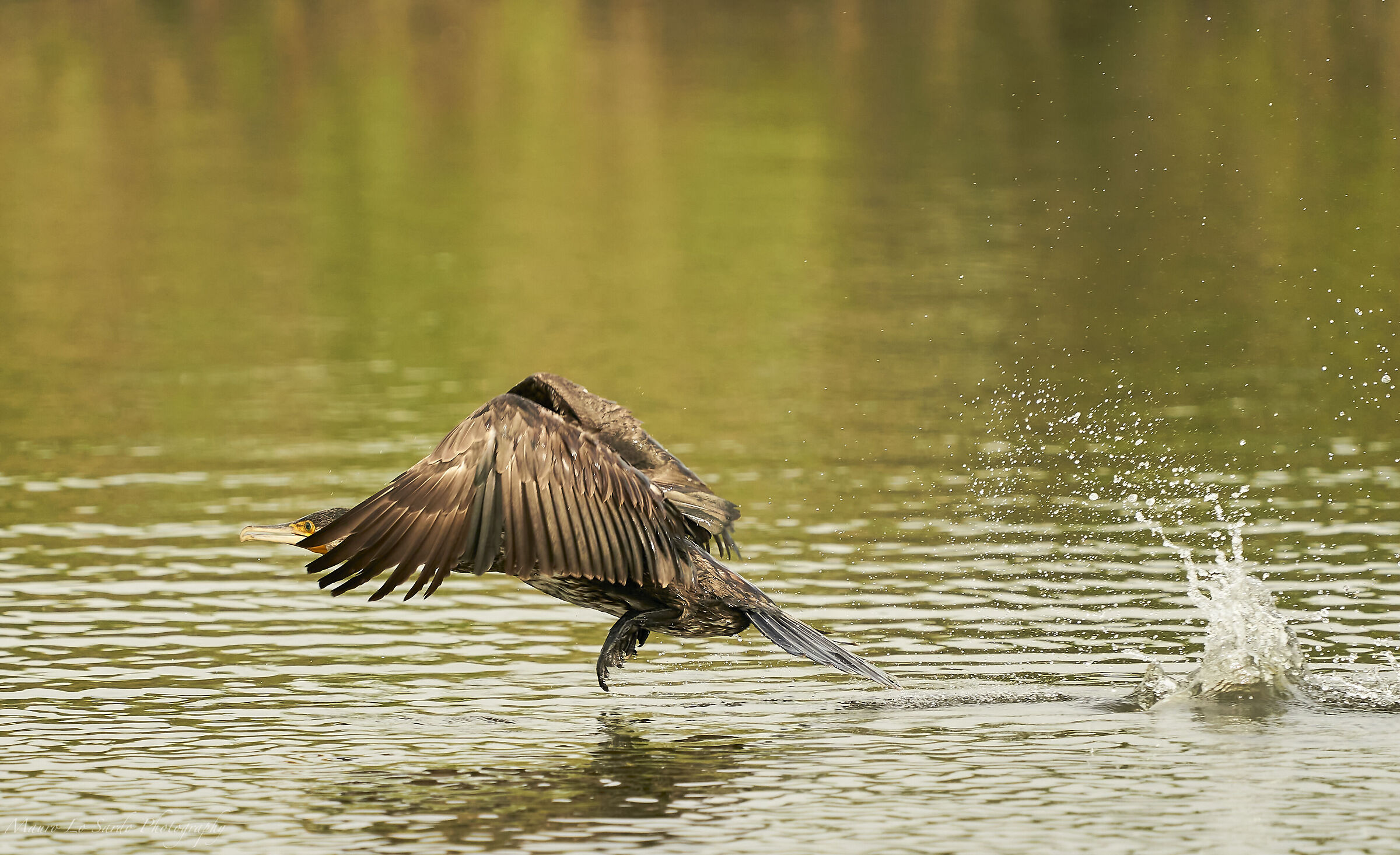 Cormorano in decollo