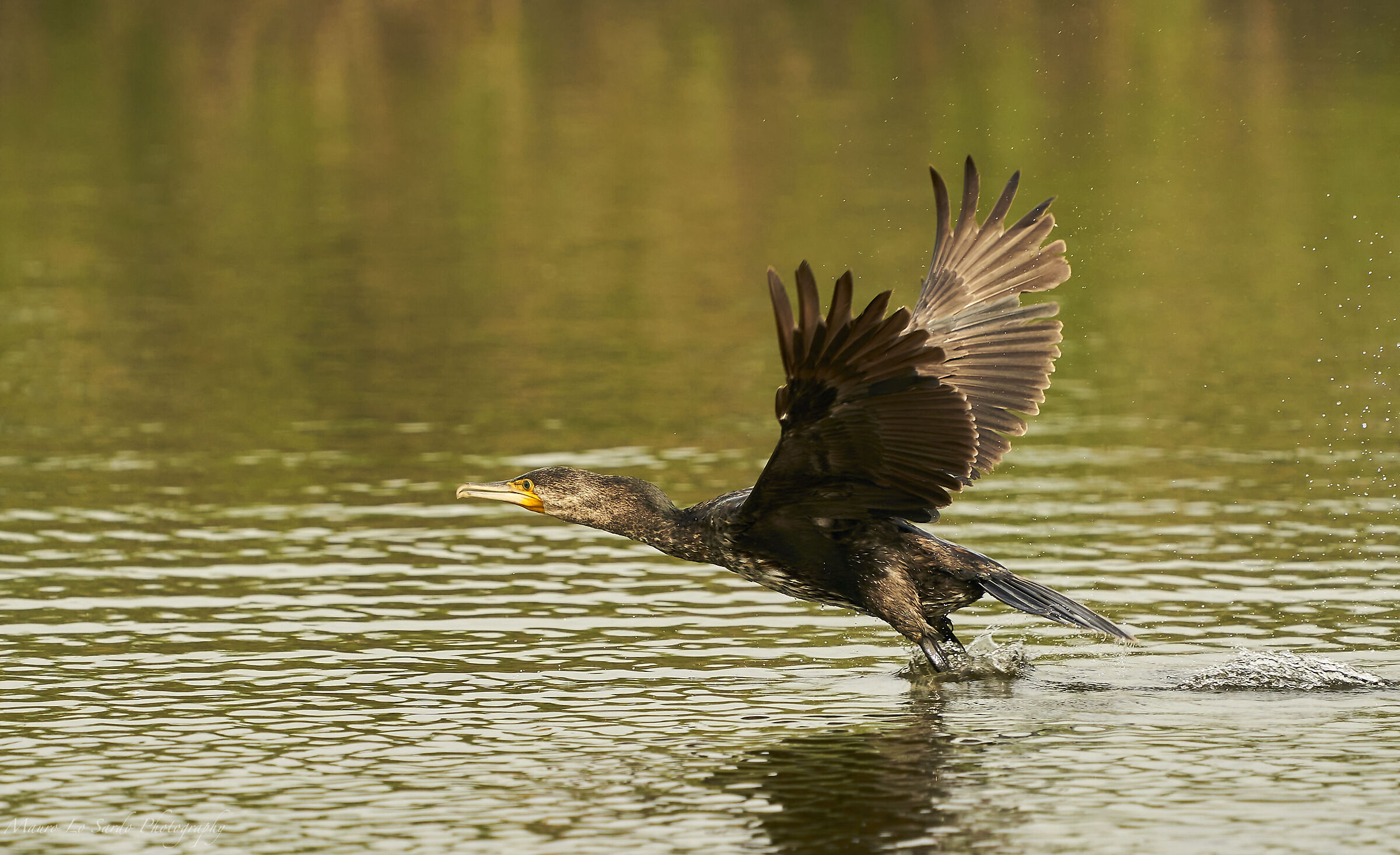 Cormorano in decollo