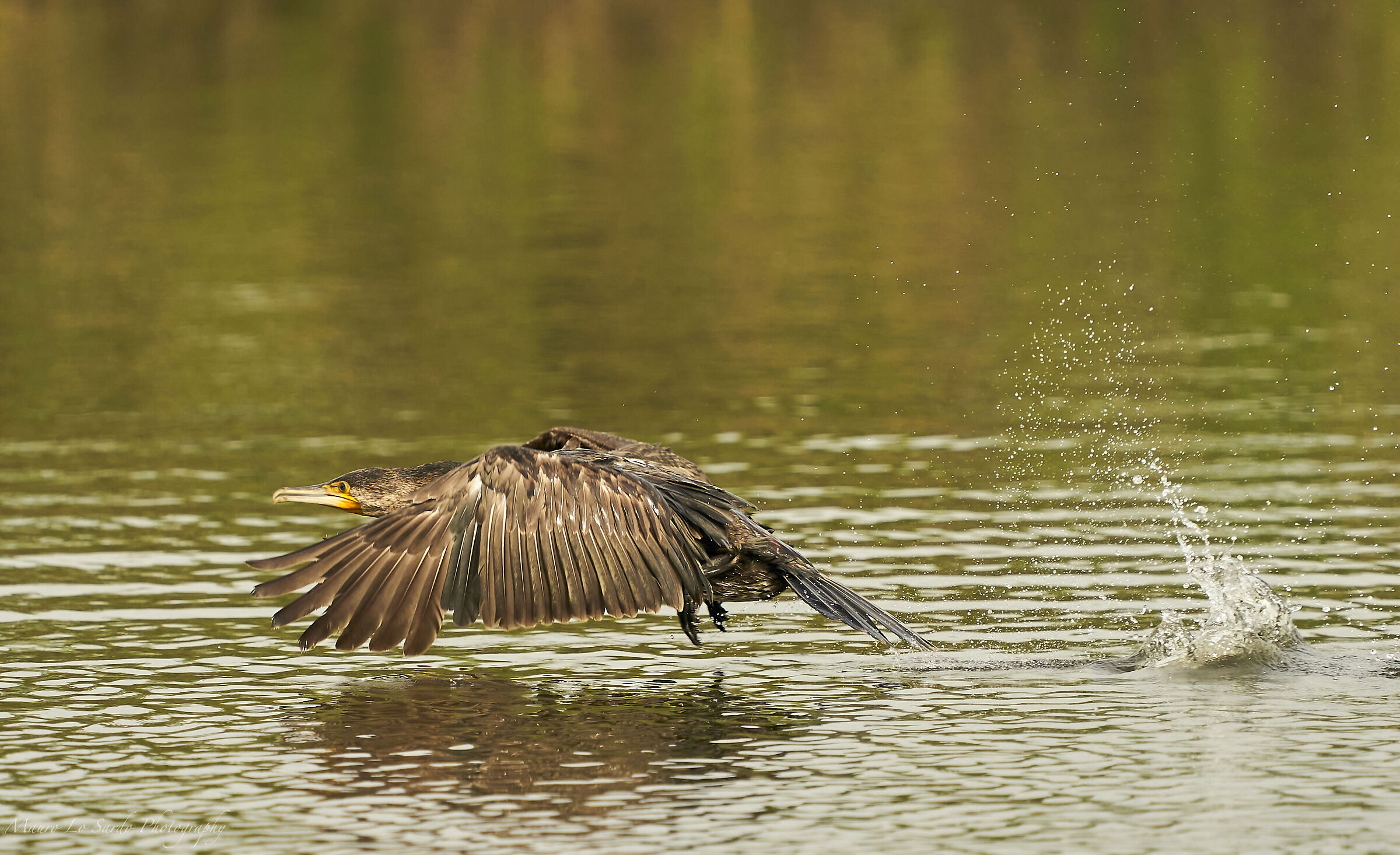 Cormorano in decollo