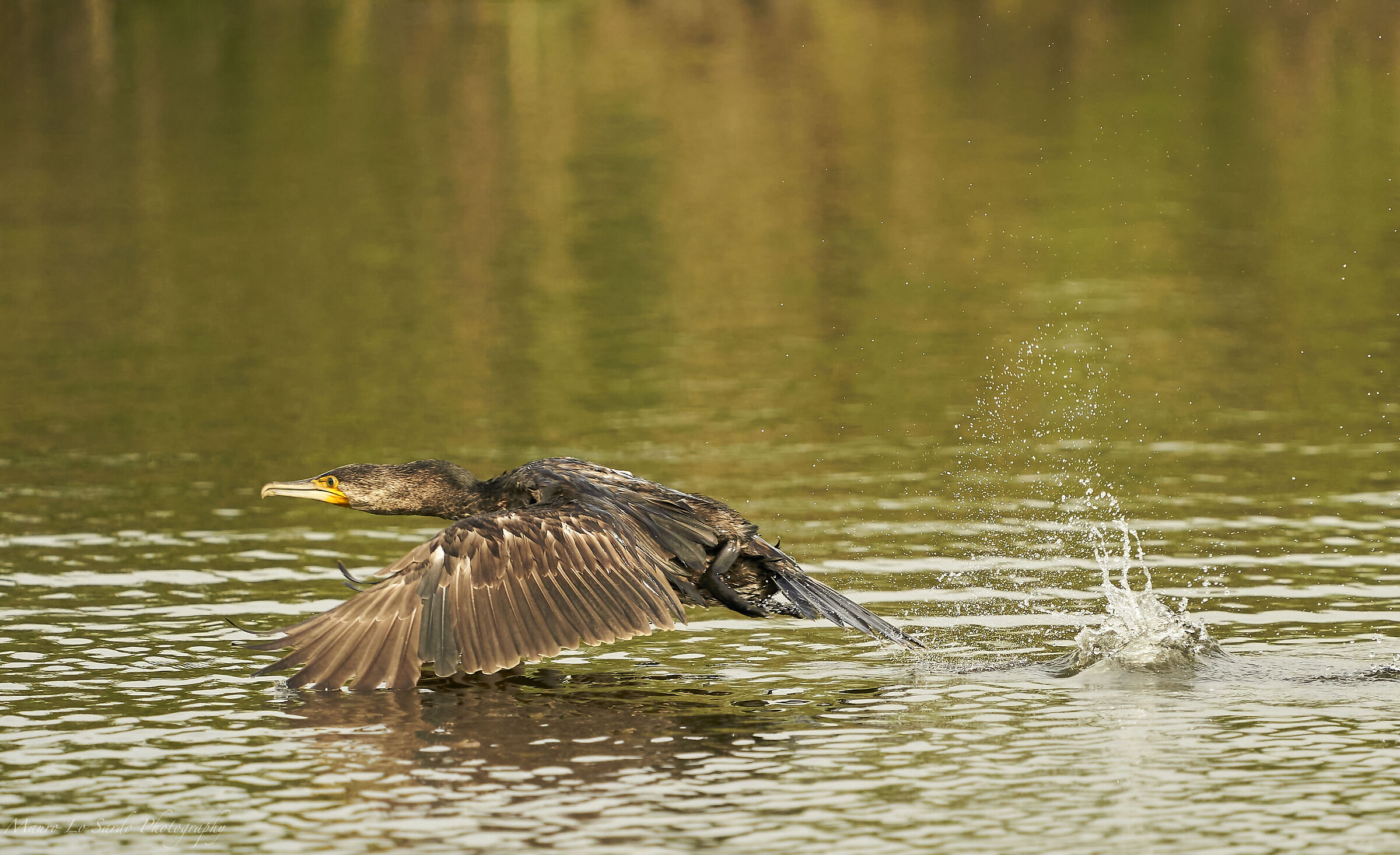 Cormorano in decollo