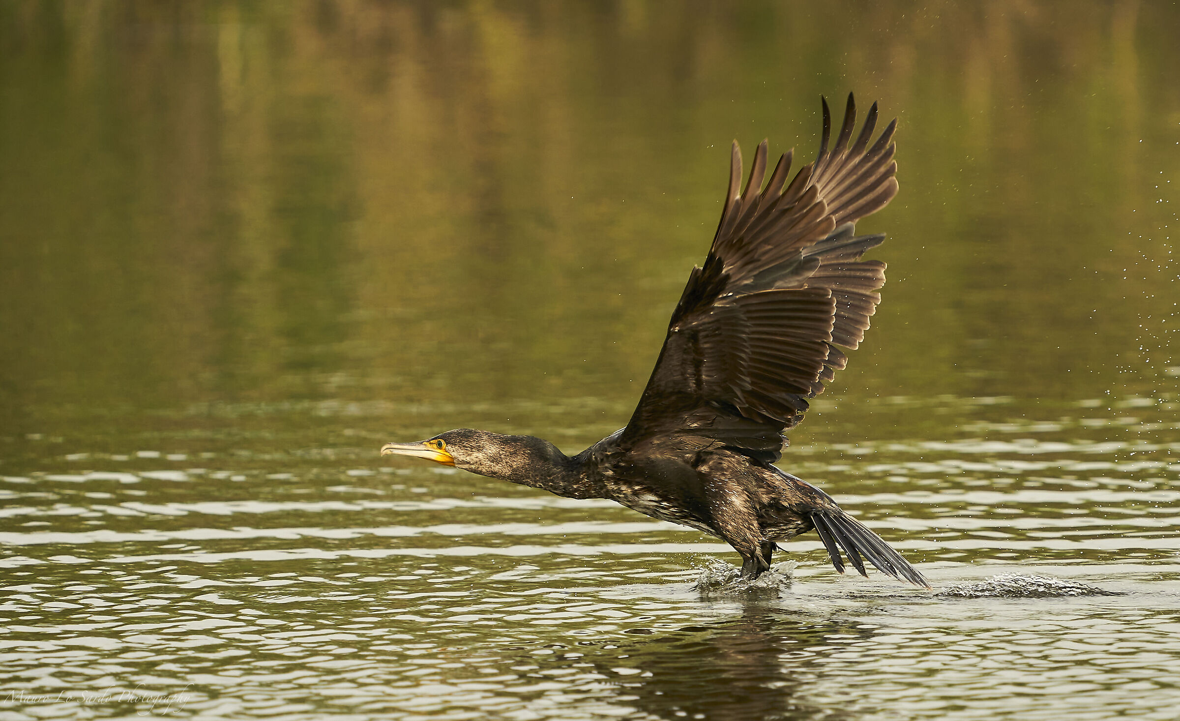 Cormorano in decollo