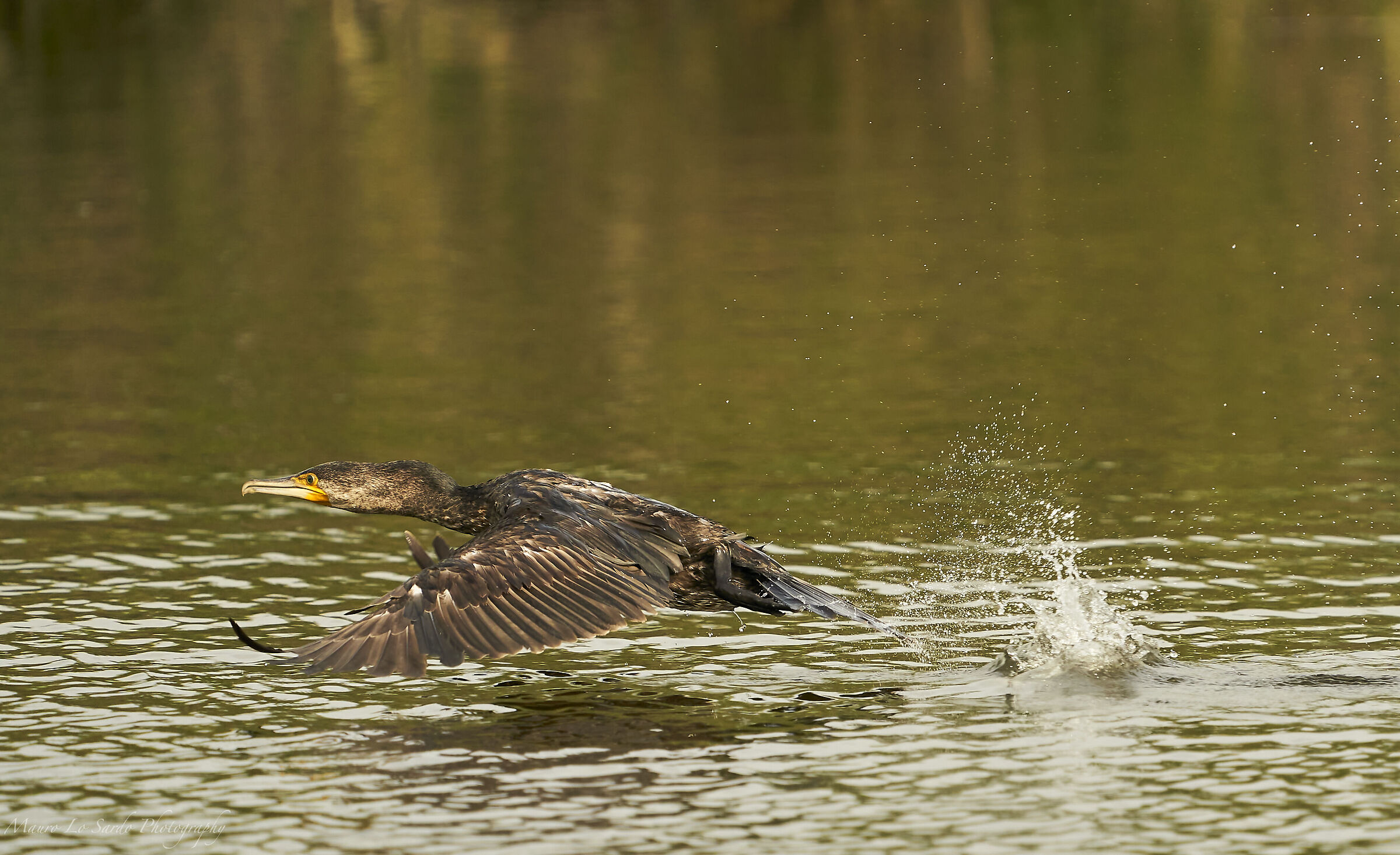 Cormorano in decollo