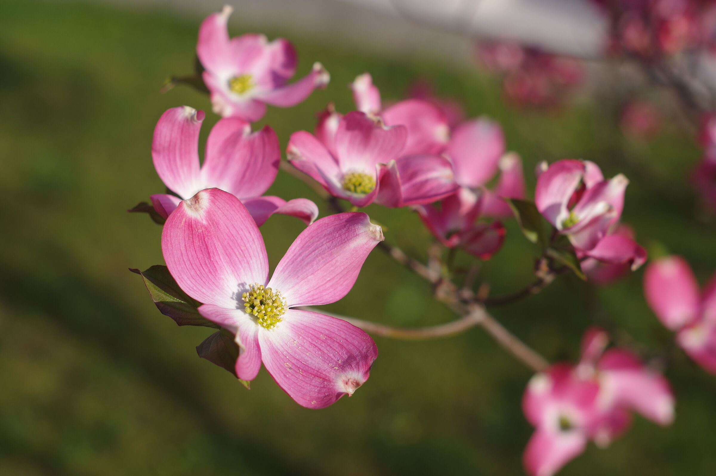 Cornus florida rubra