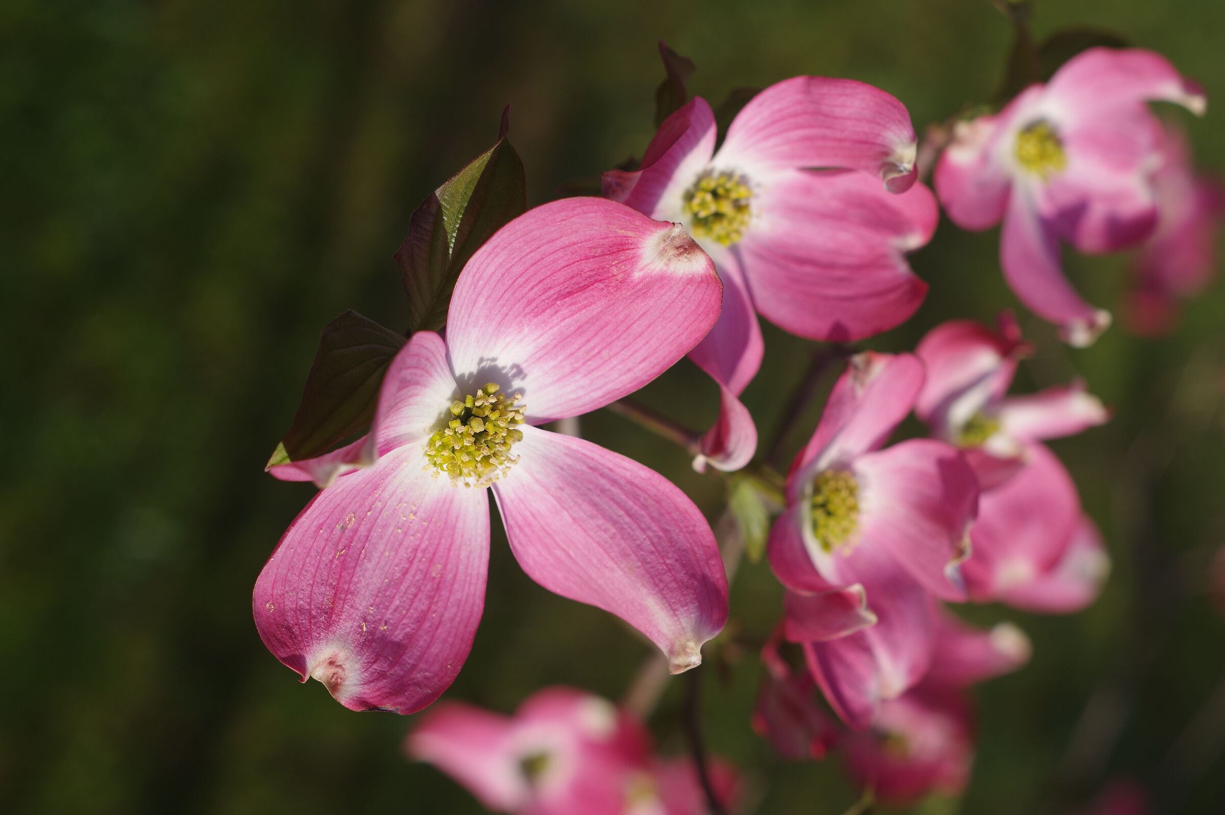Cornus florida rubra