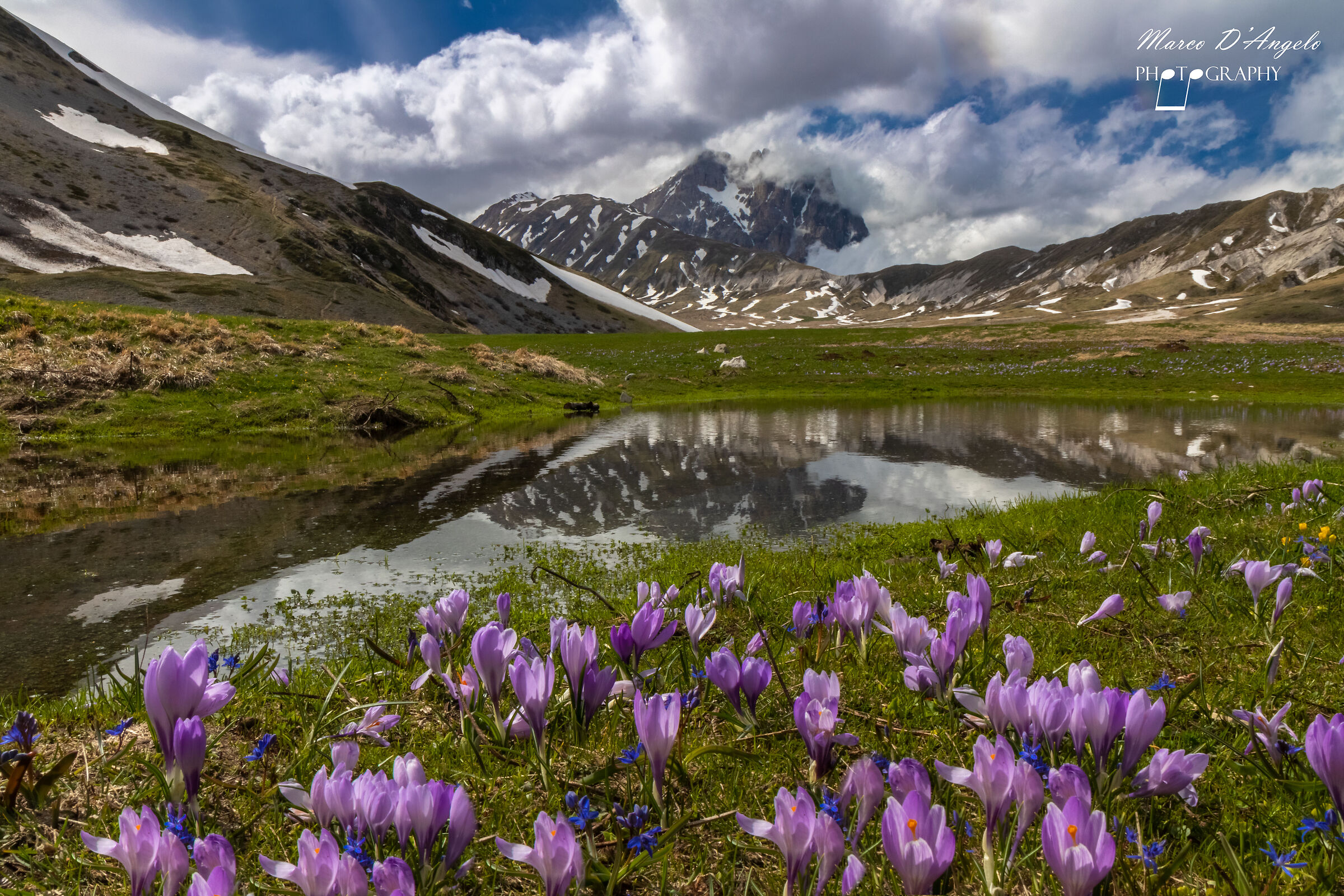 Campo imperatore - Fioritura Crocus
