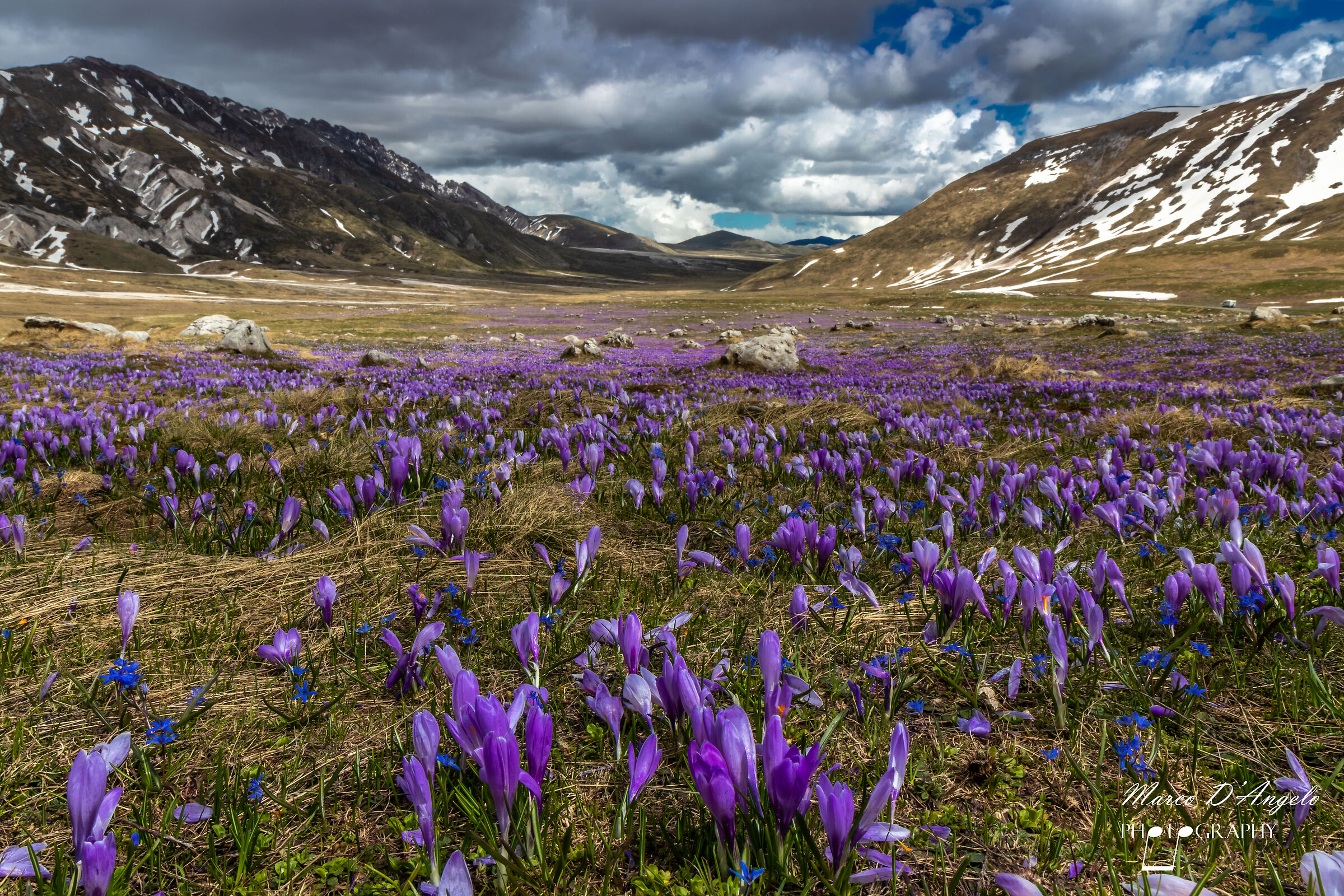 Altopiano di Campo Imperatore - Fioritura Crocus
