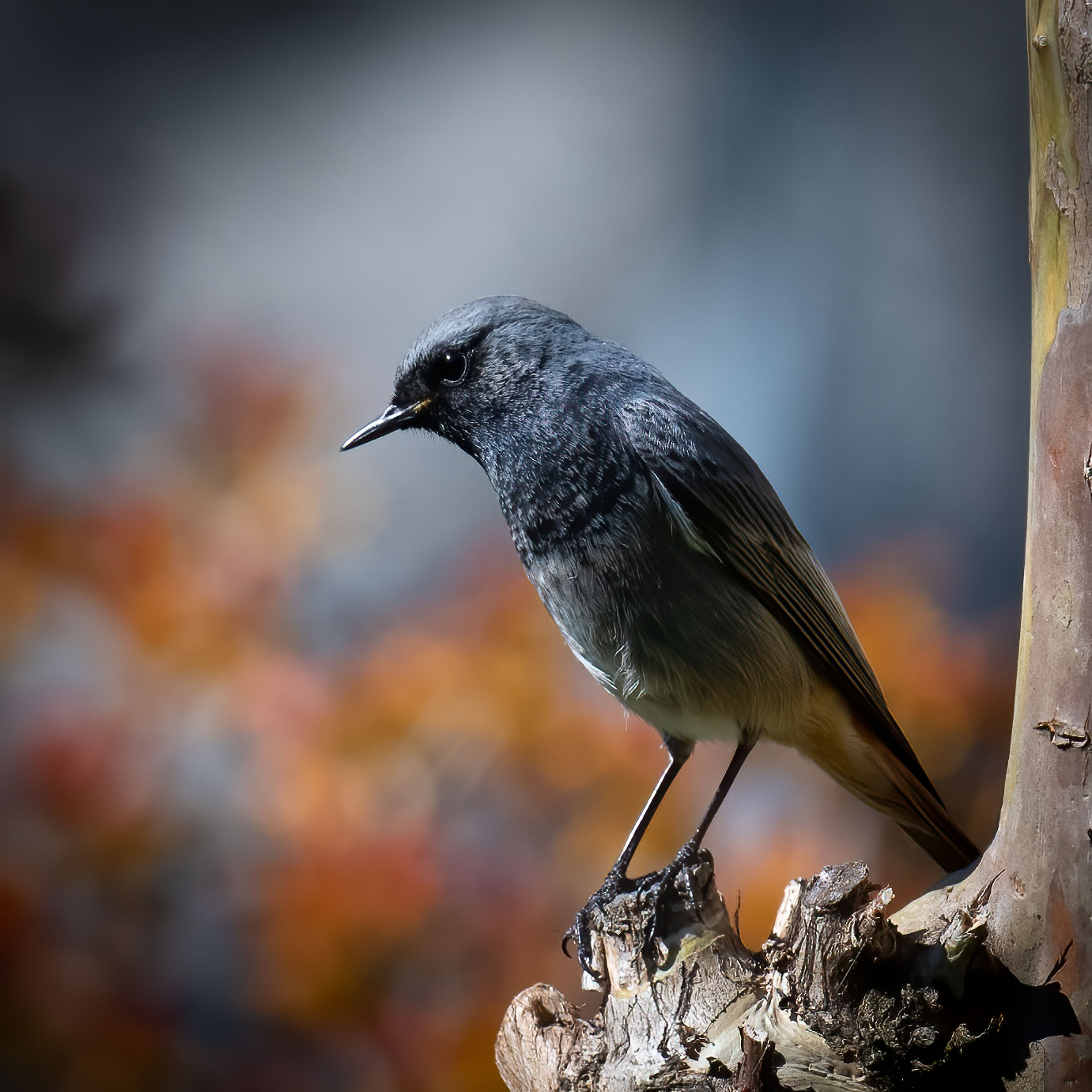 black redstart