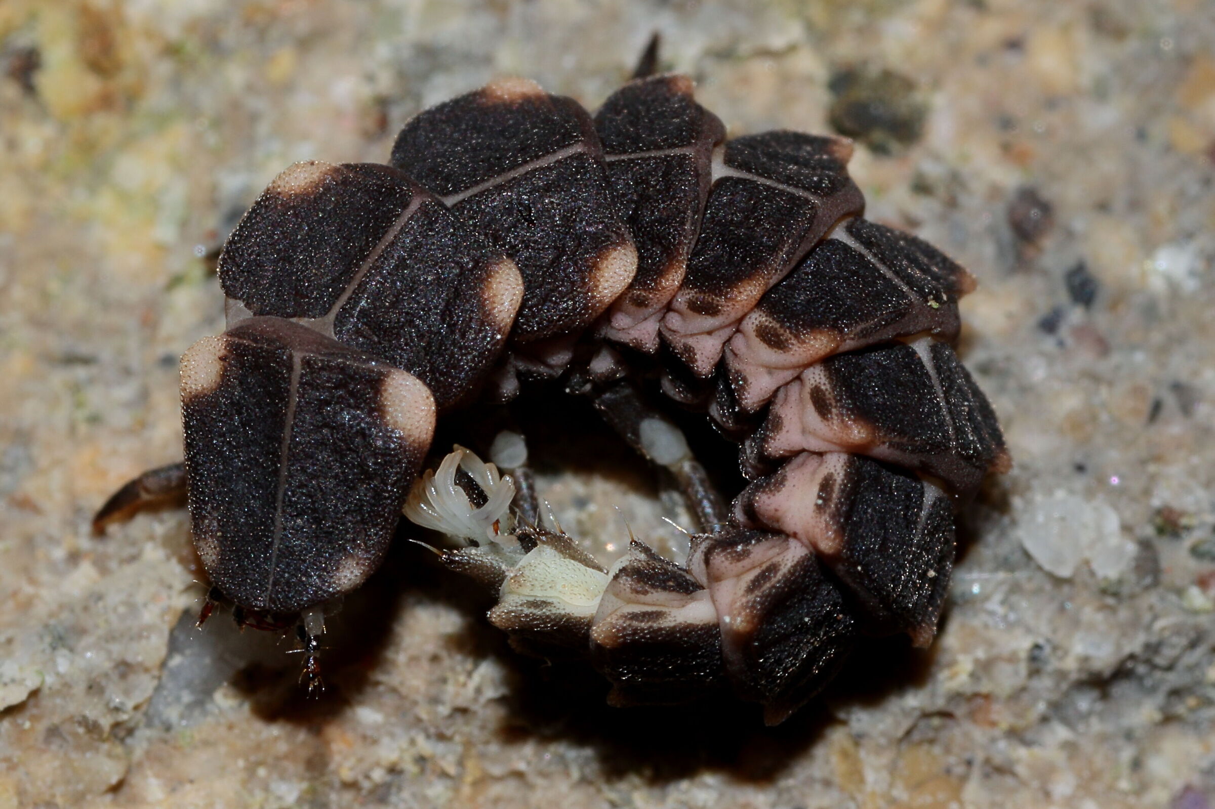 An extraterrestrial insect?