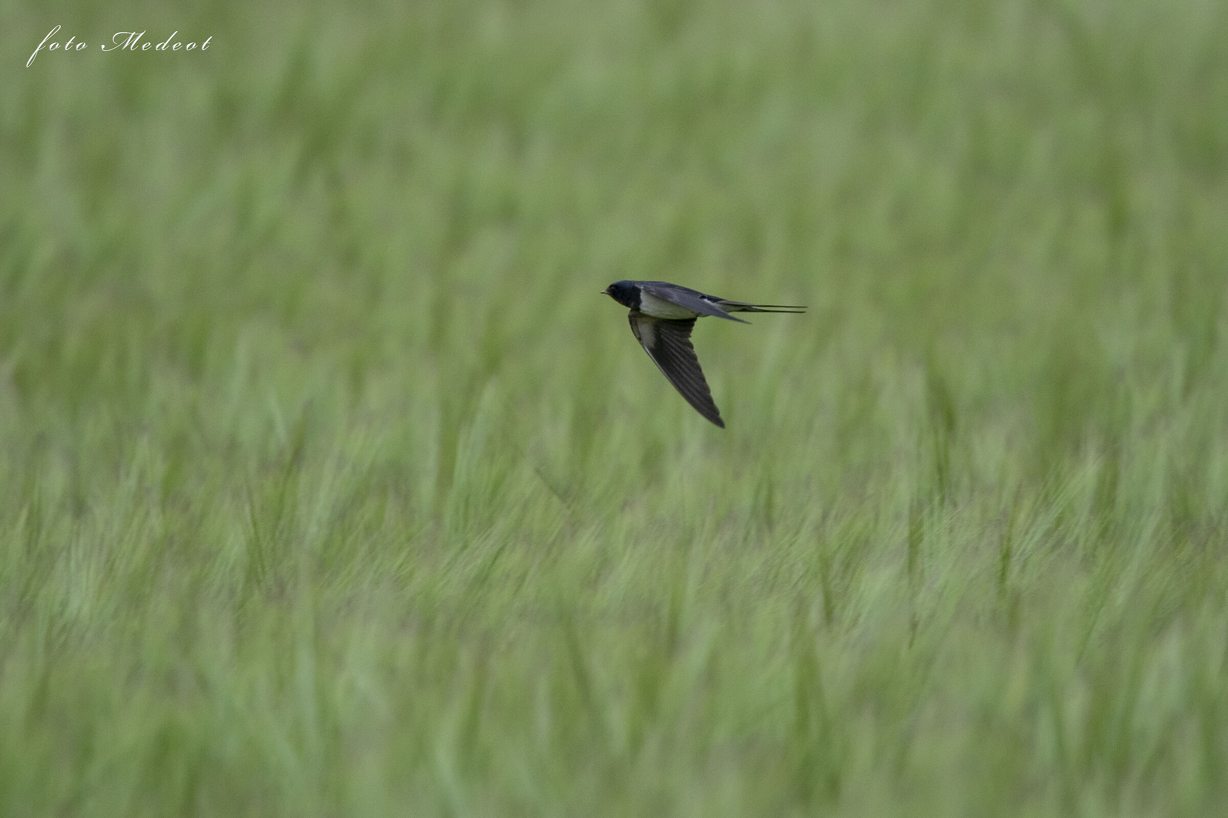 Rondine in volo sul grano